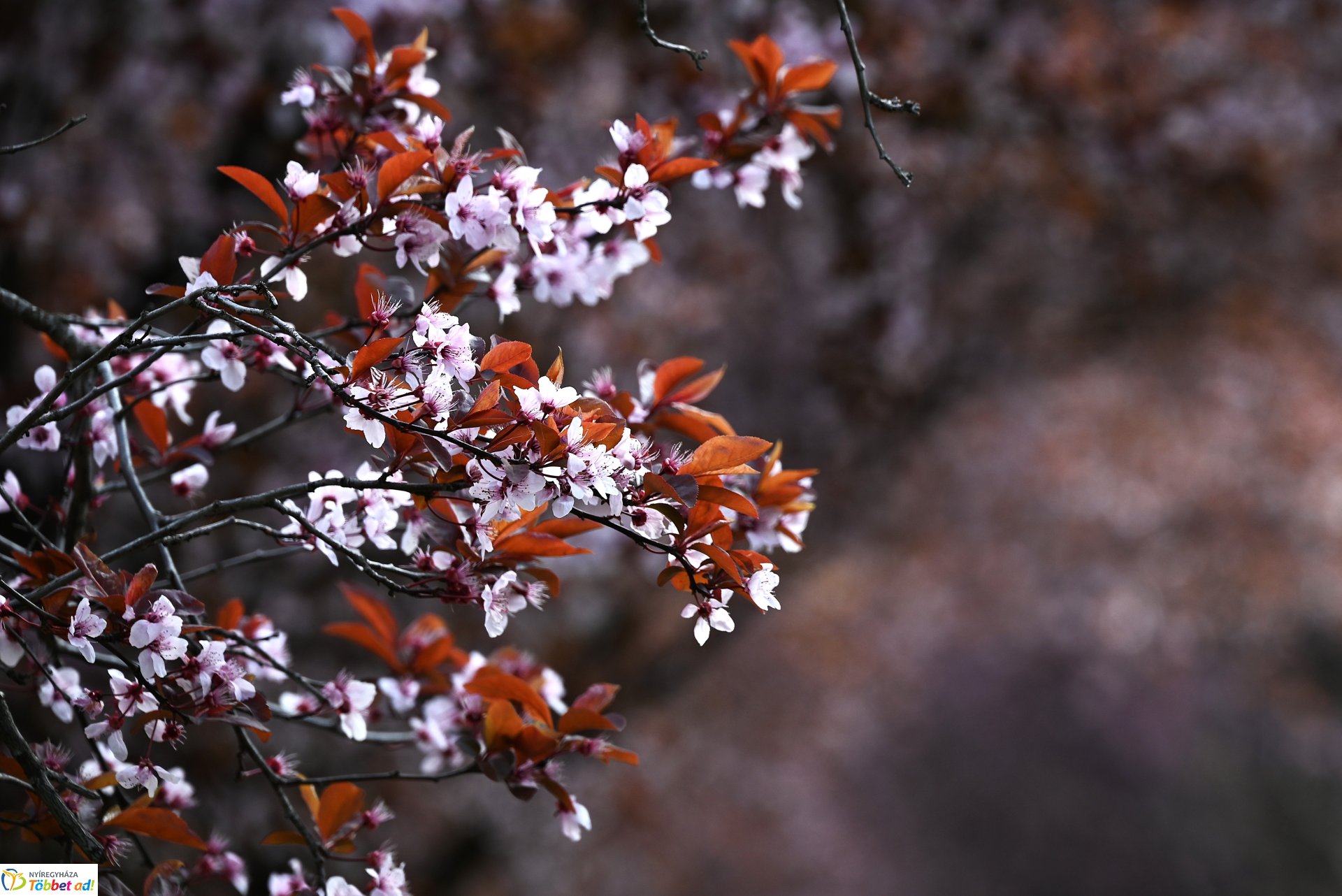 Virágba borult a város