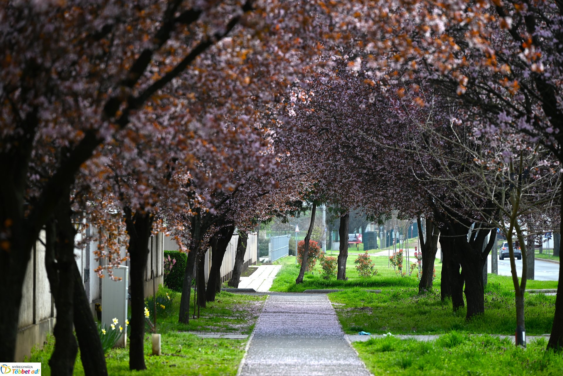 Virágba borult a város