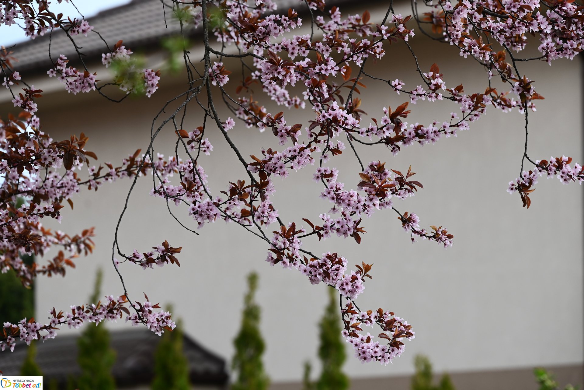 Virágba borult a város