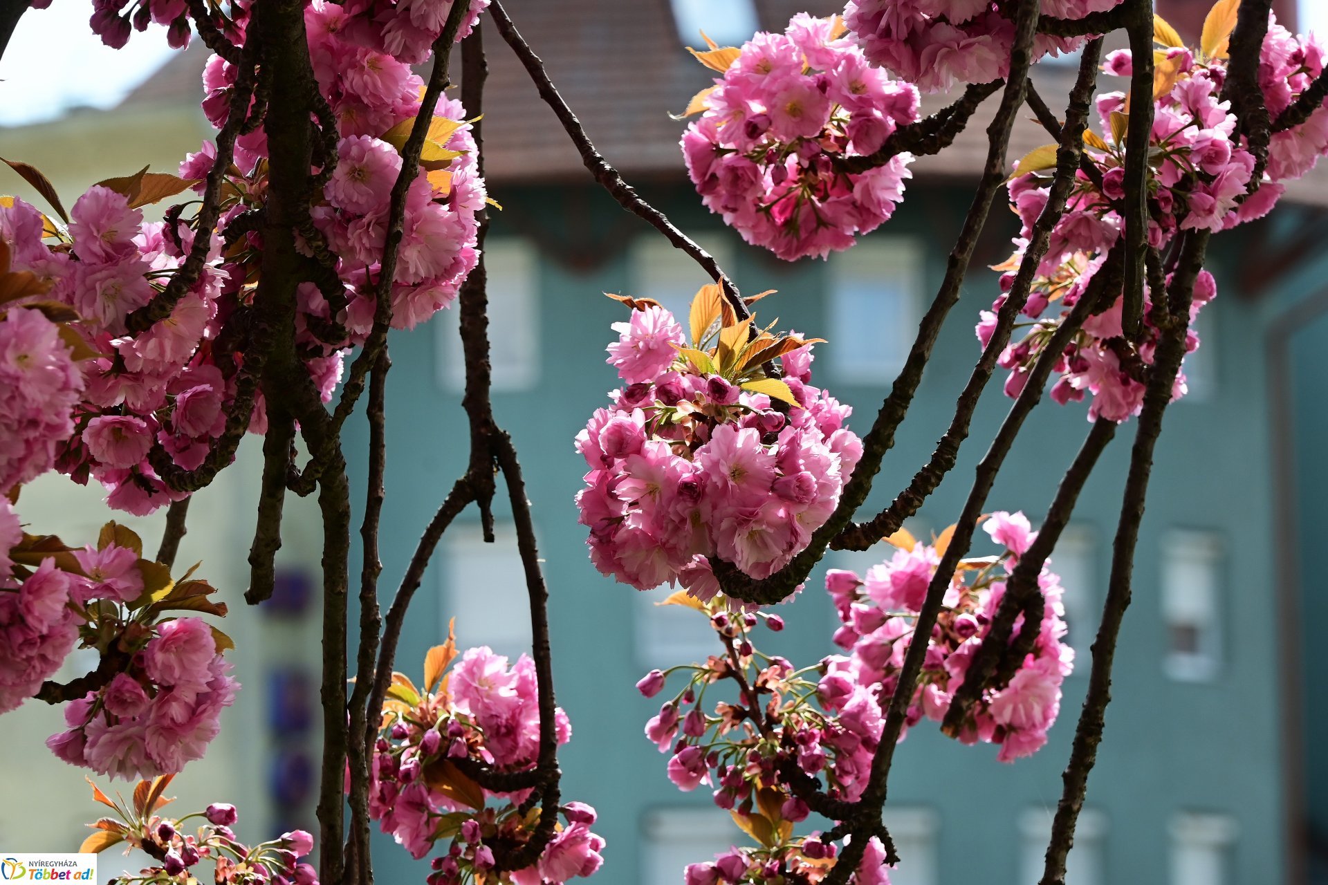 Virágba borultak a japán cseresznyefák