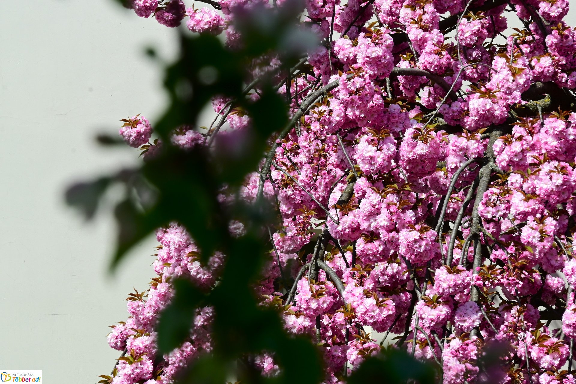 Virágba borultak a japán cseresznyefák