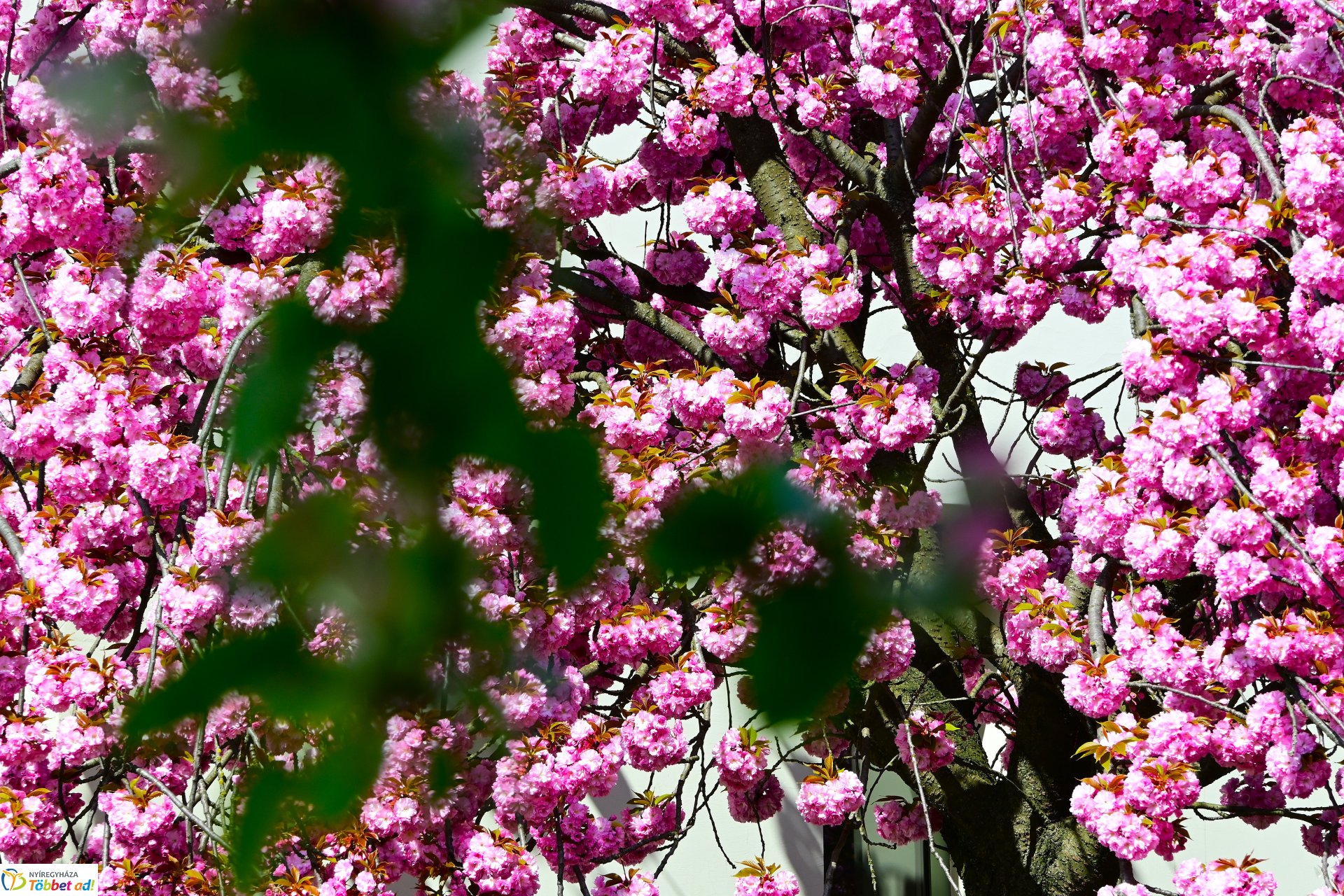 Virágba borultak a japán cseresznyefák