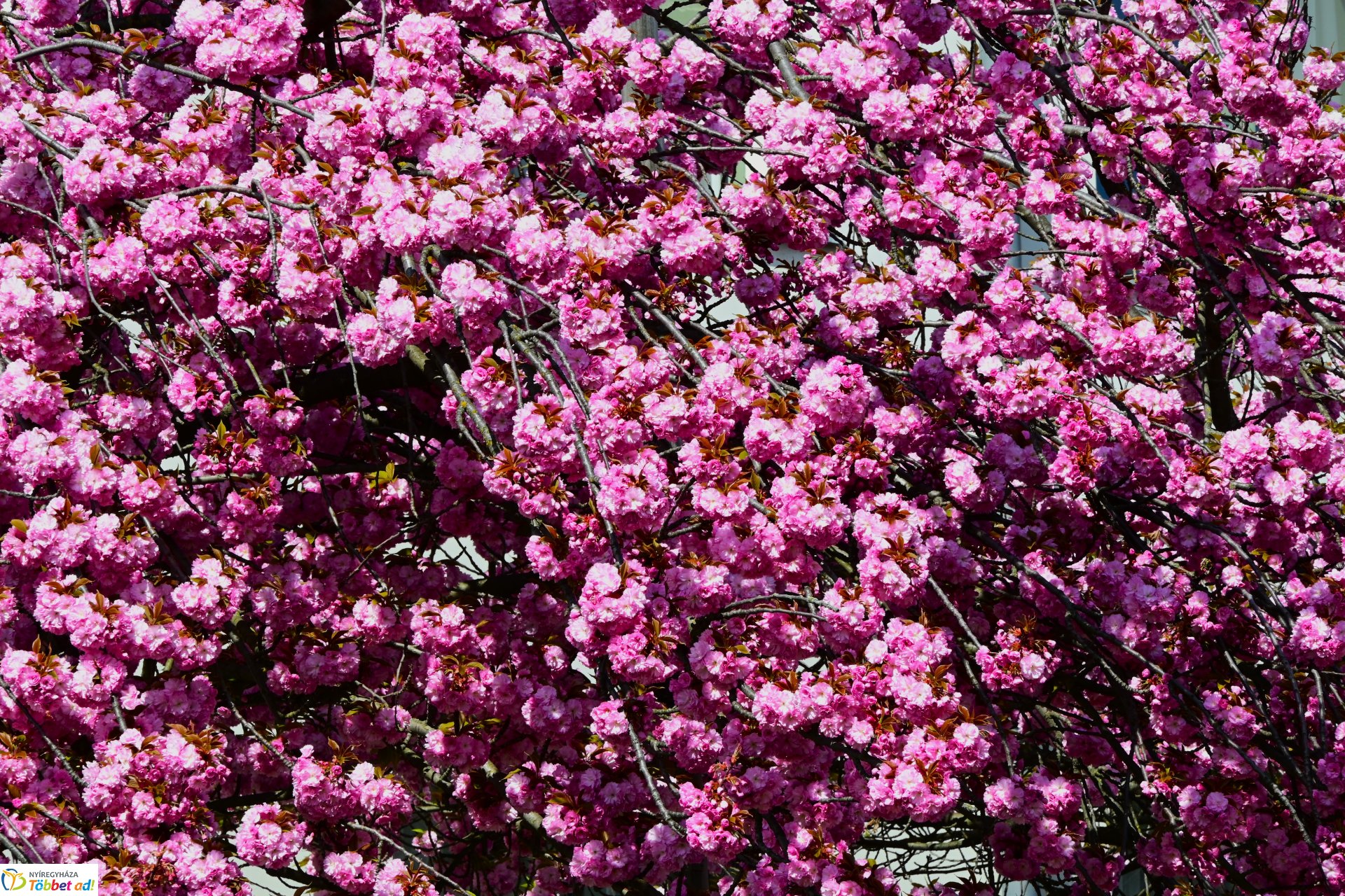 Virágba borultak a japán cseresznyefák