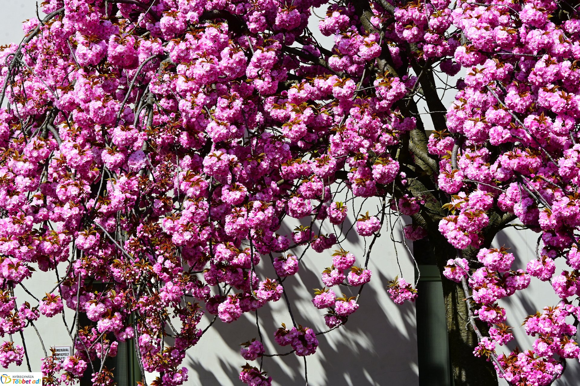 Virágba borultak a japán cseresznyefák