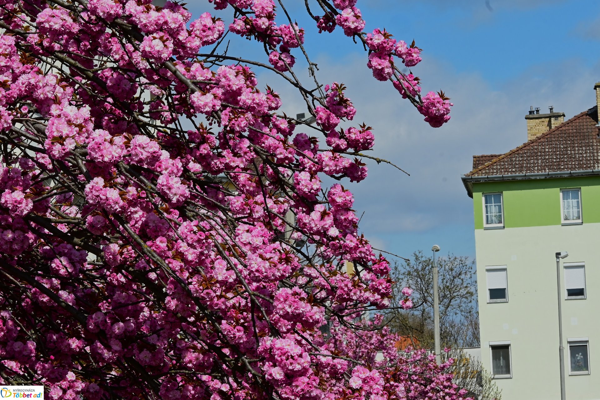 Virágba borultak a japán cseresznyefák