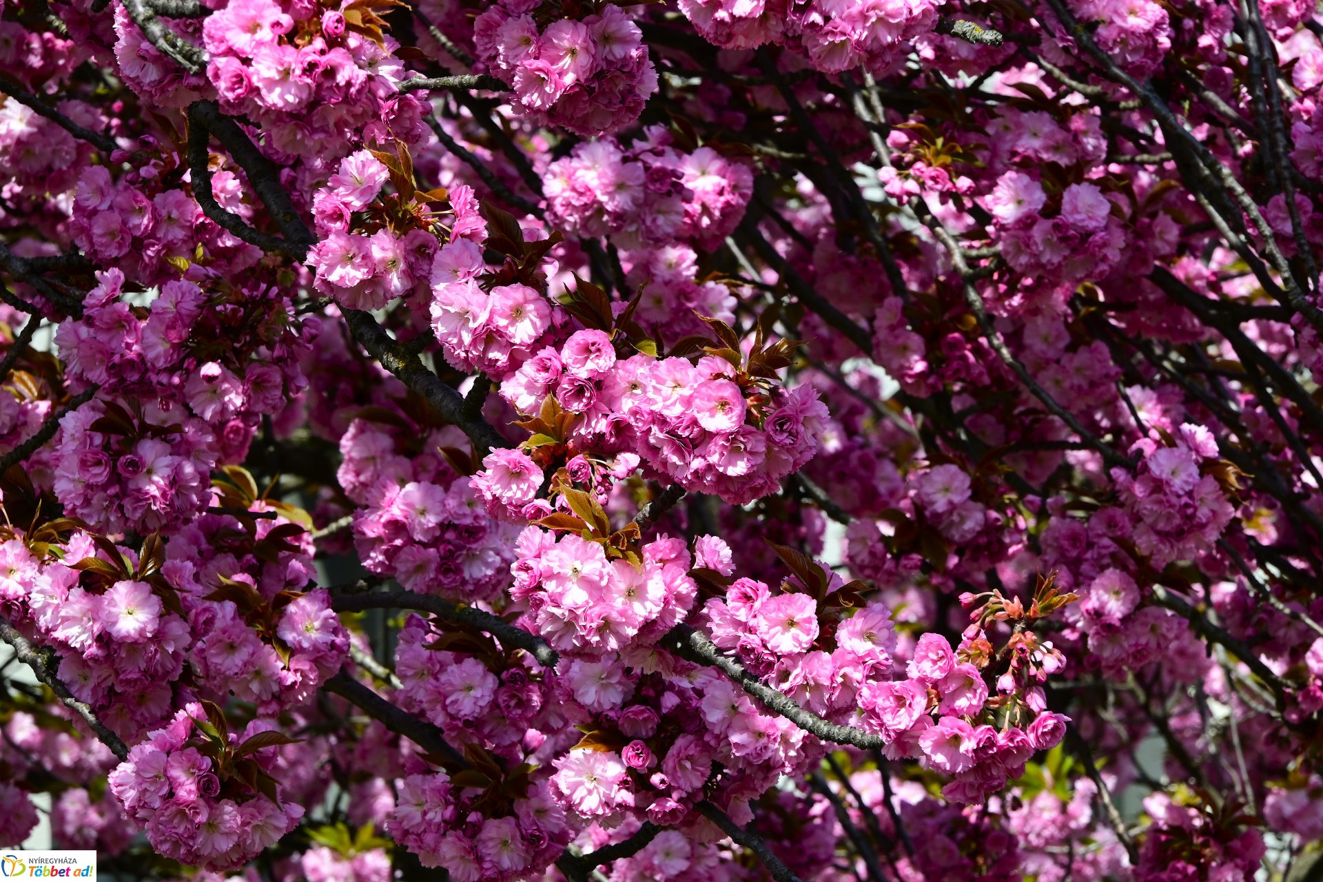 Virágba borultak a japán cseresznyefák
