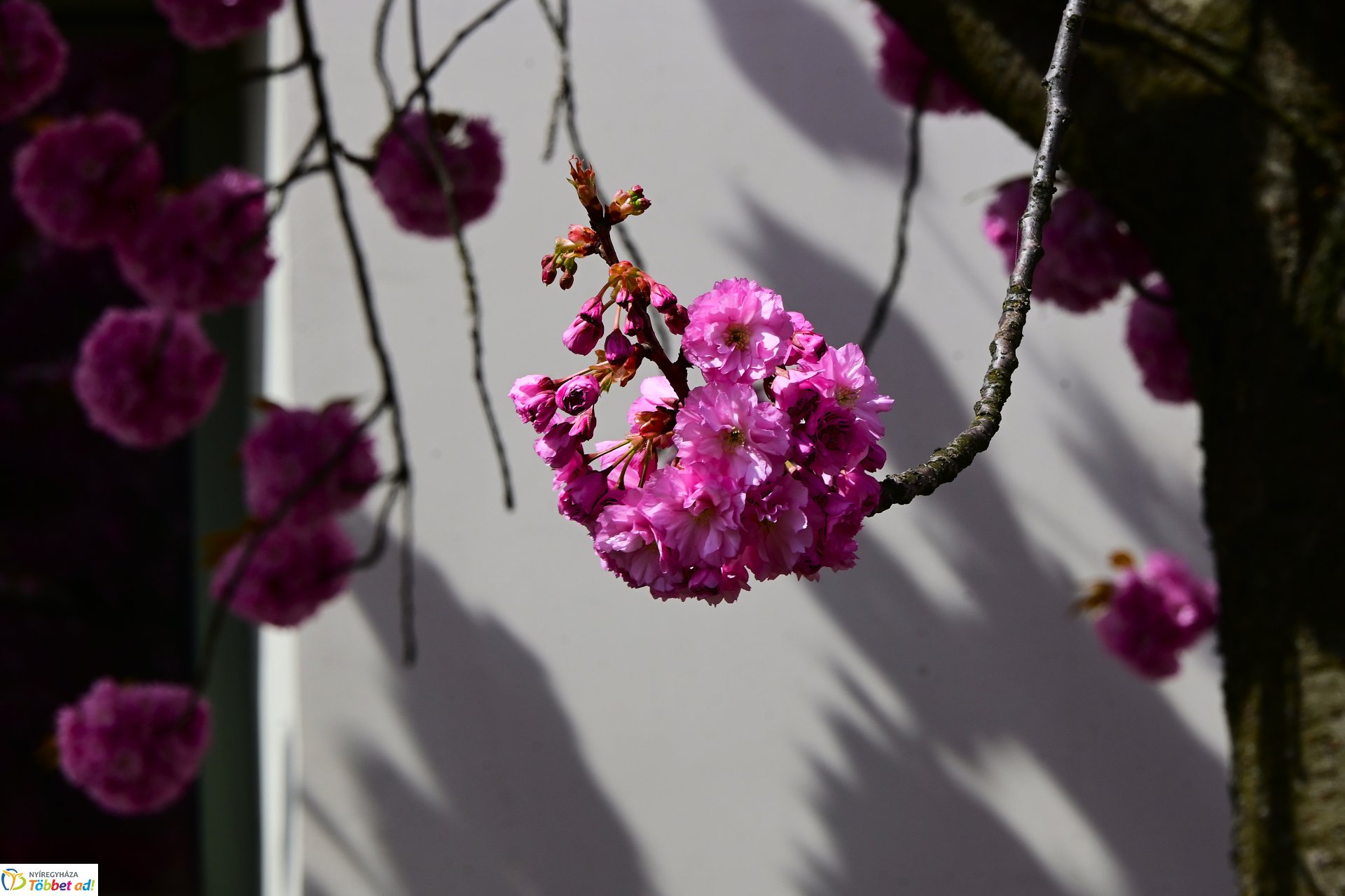 Virágba borultak a japán cseresznyefák