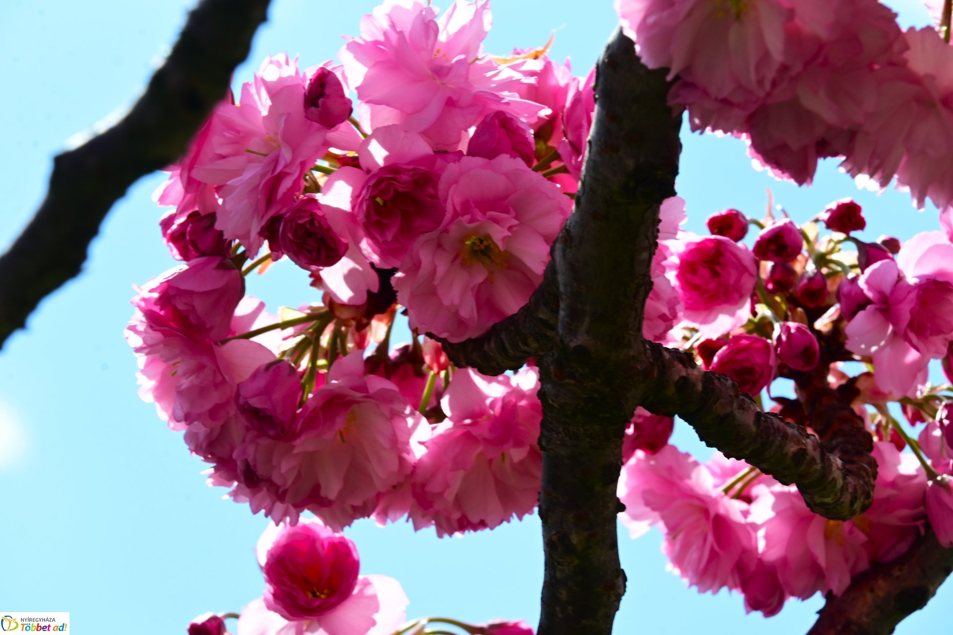 Virágba borultak a japán cseresznyefák