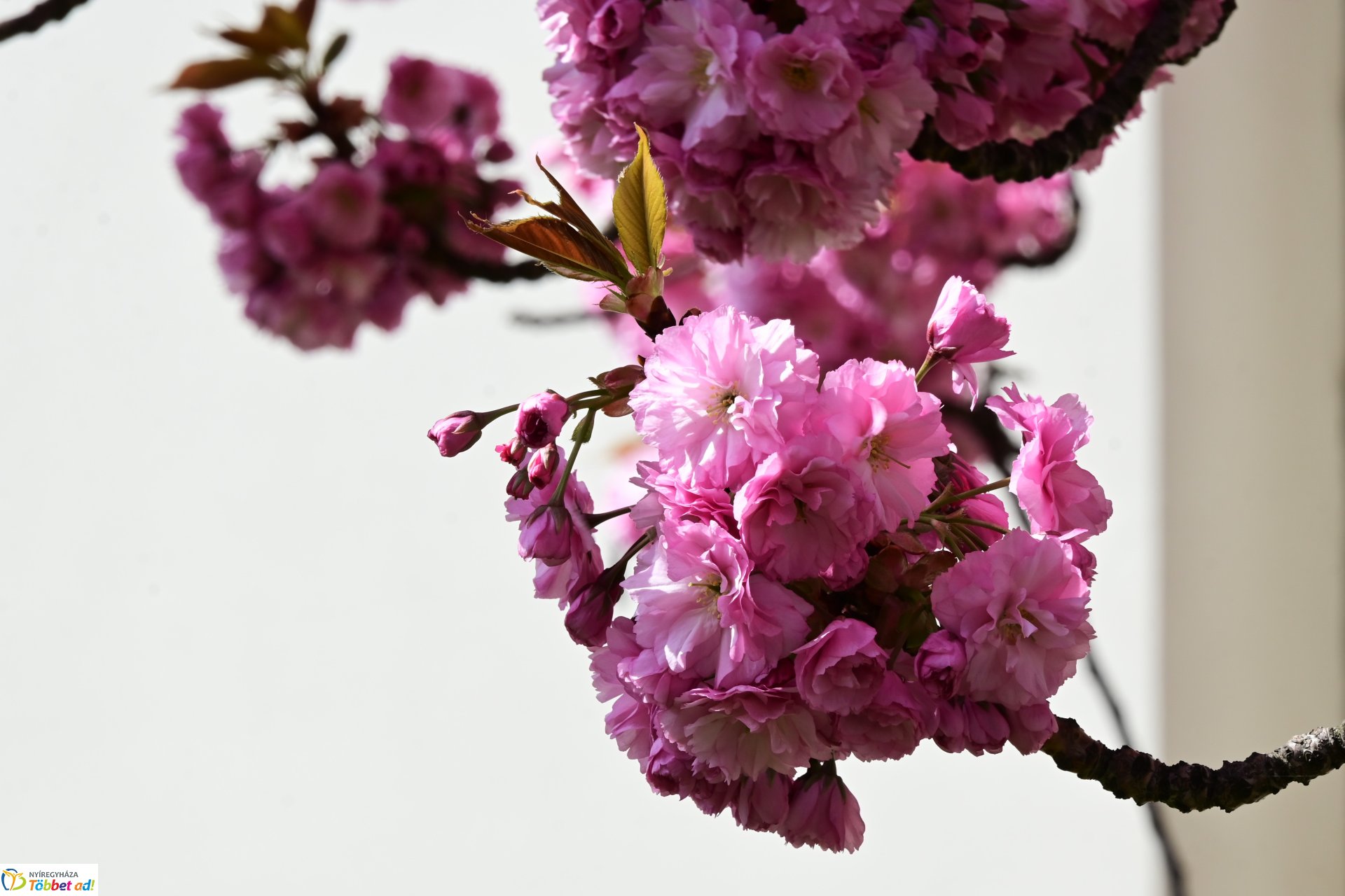 Virágba borultak a japán cseresznyefák