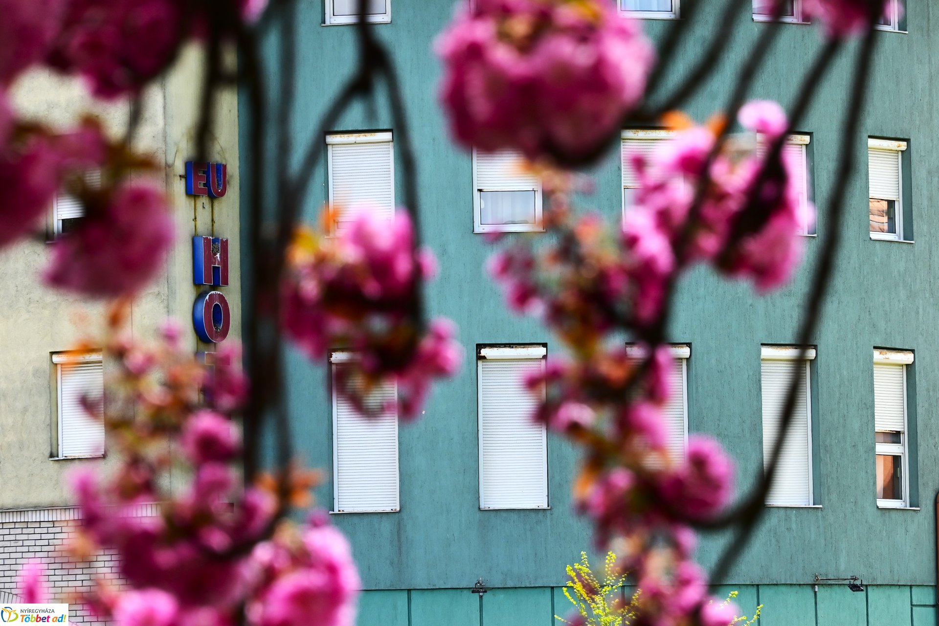 Virágba borultak a japán cseresznyefák