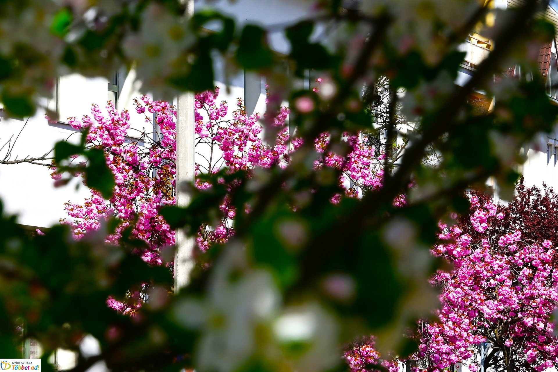 Virágba borultak a japán cseresznyefák