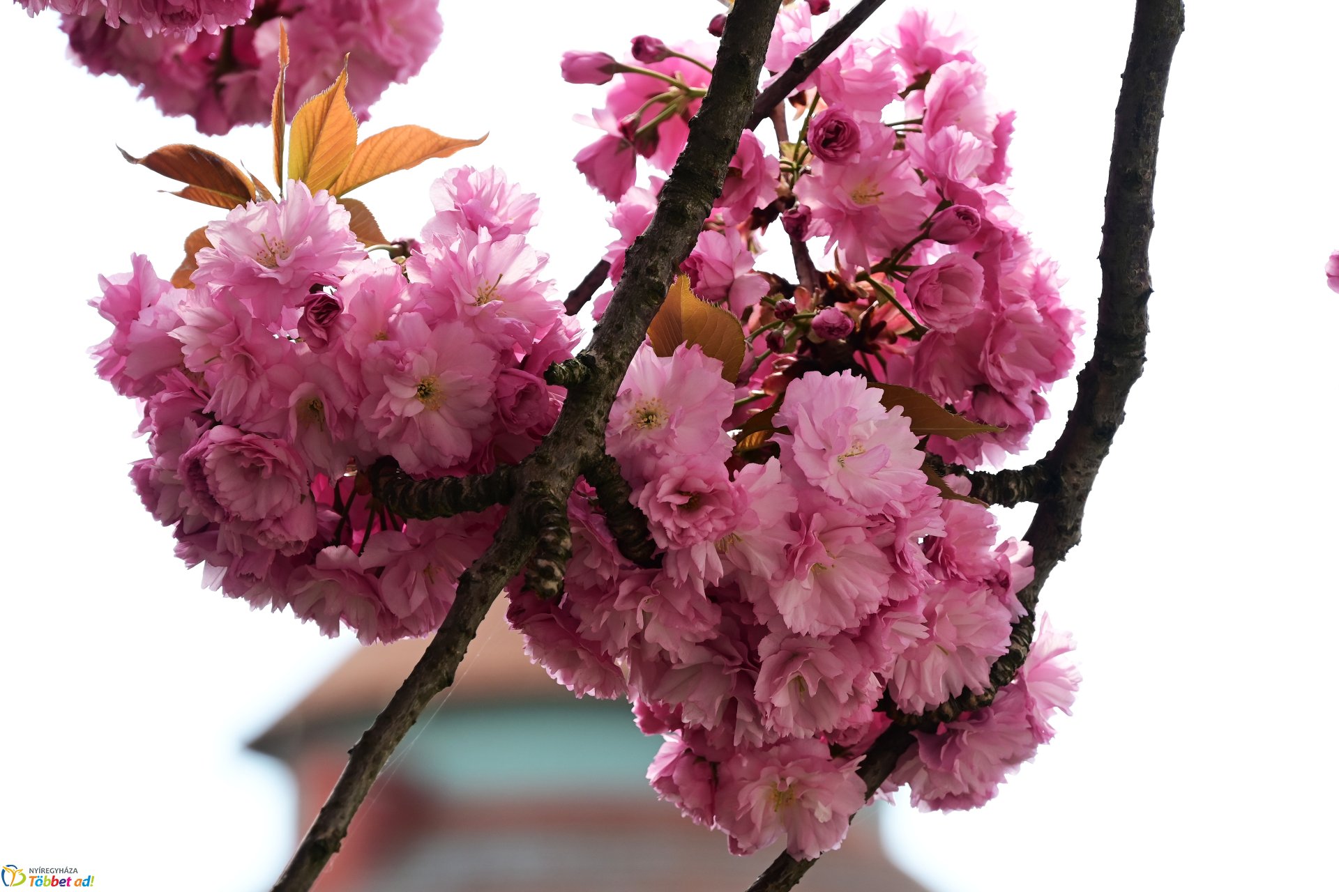 Virágba borultak a japán cseresznyefák