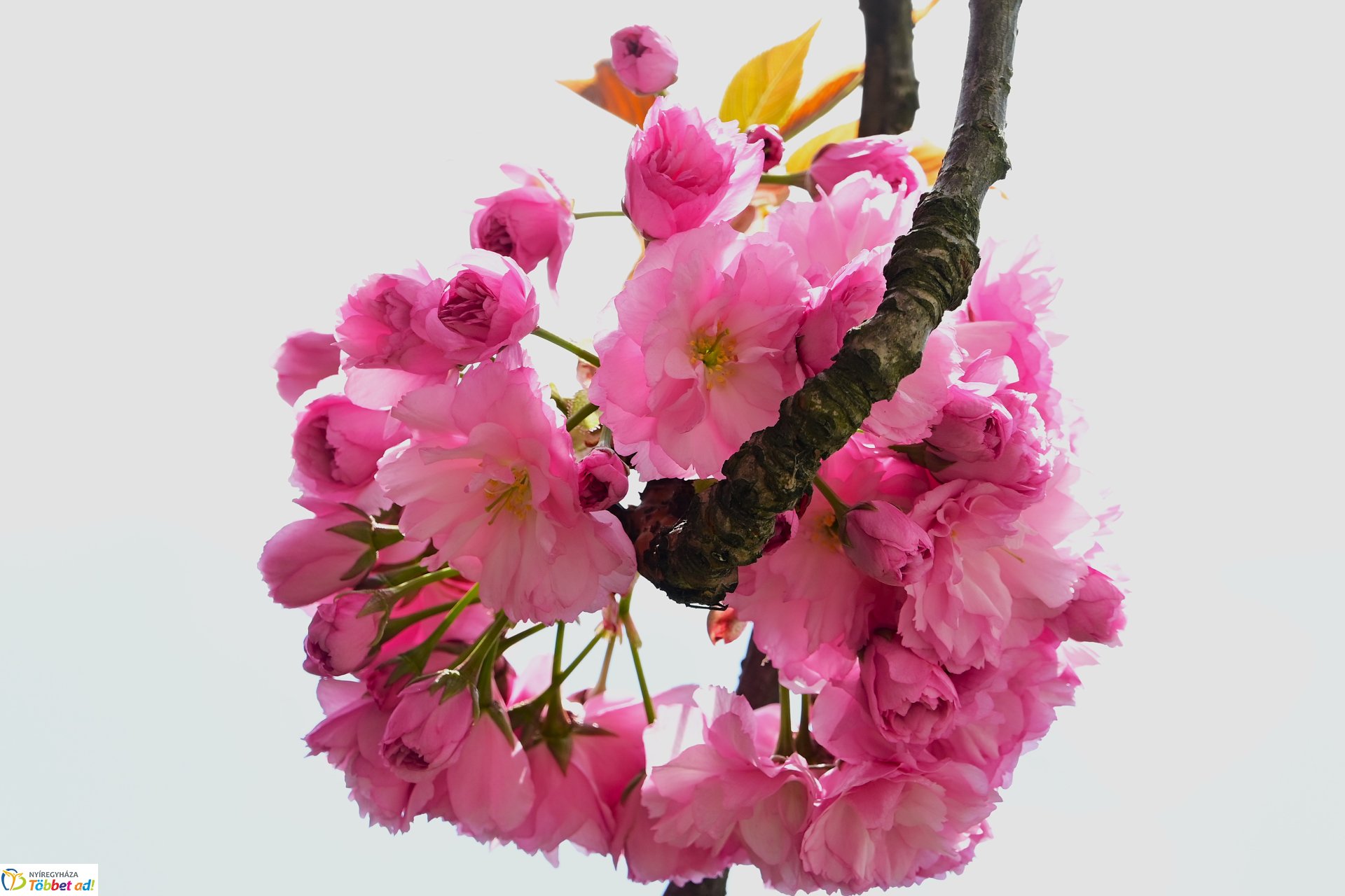 Virágba borultak a japán cseresznyefák