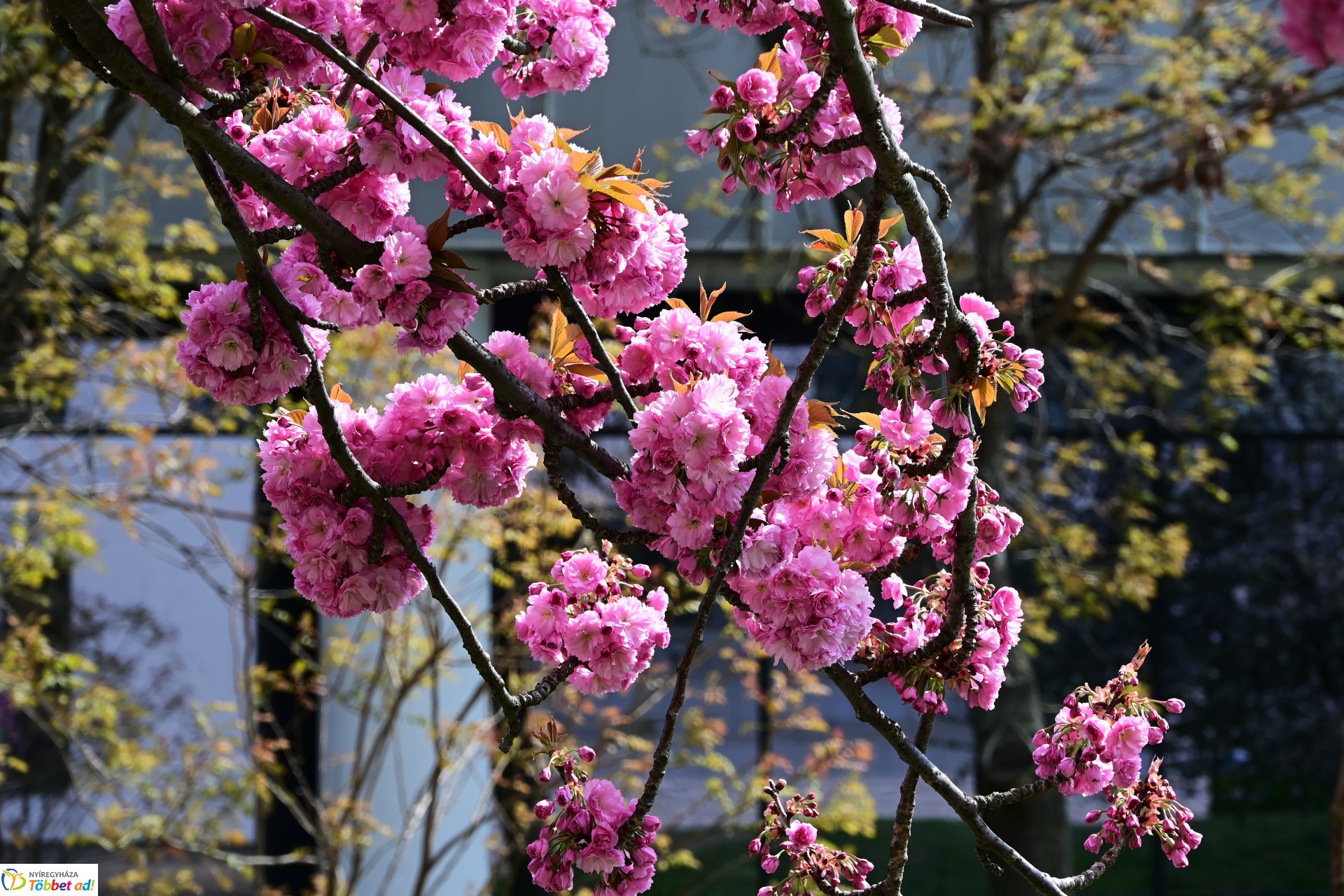Virágba borultak a japán cseresznyefák