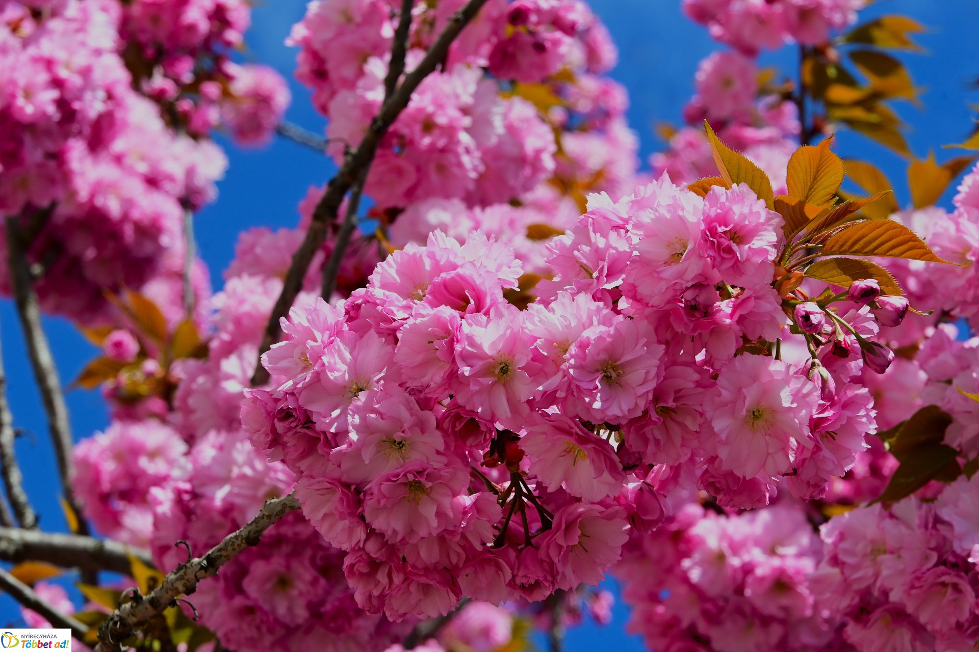 Virágba borultak a japán cseresznyefák