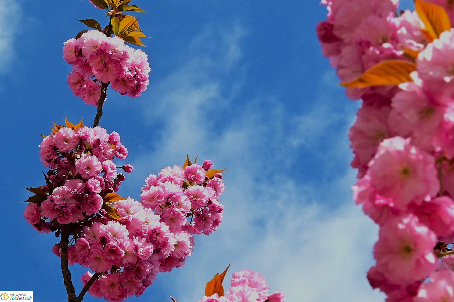 Virágba borultak a japán cseresznyefák