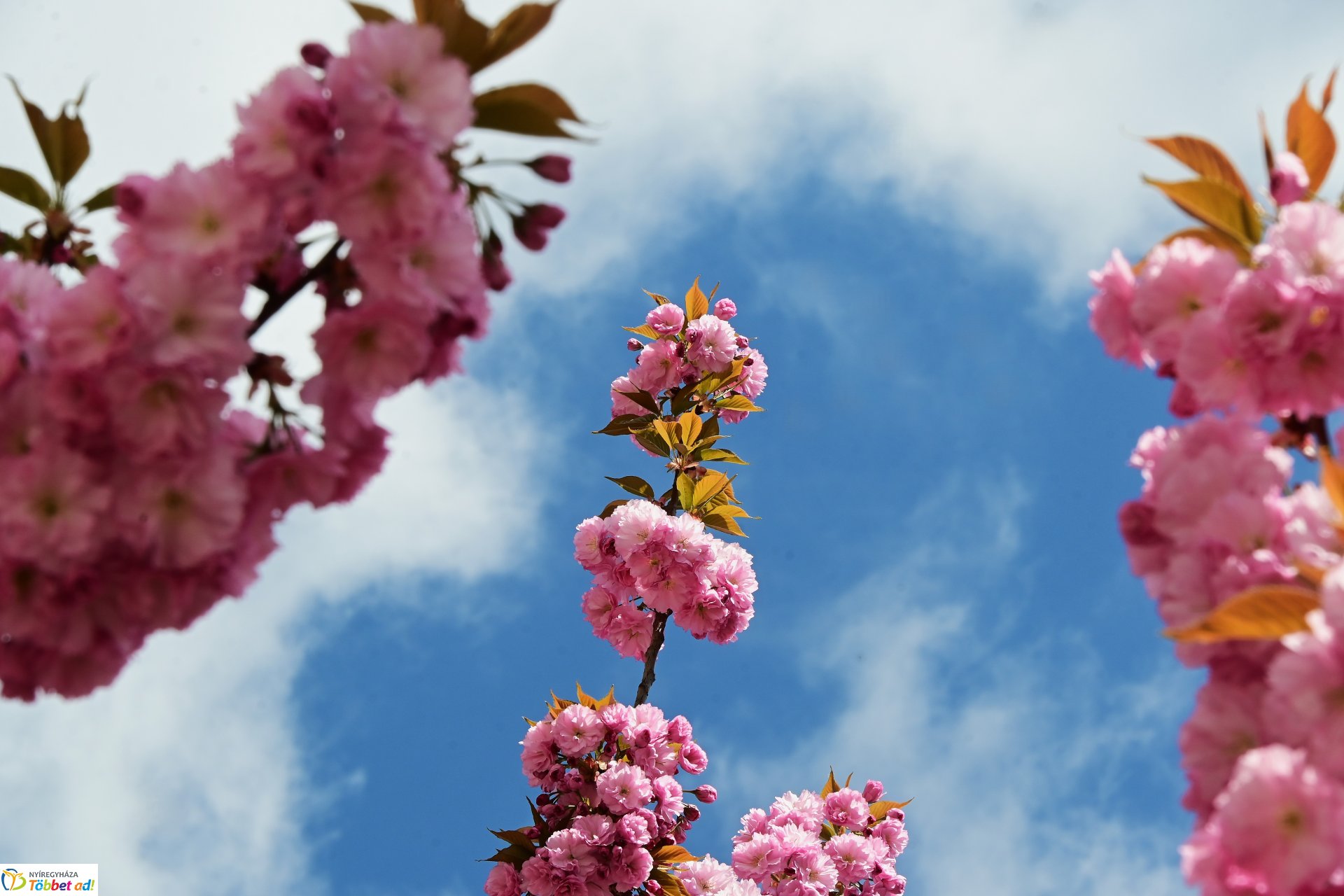 Virágba borultak a japán cseresznyefák