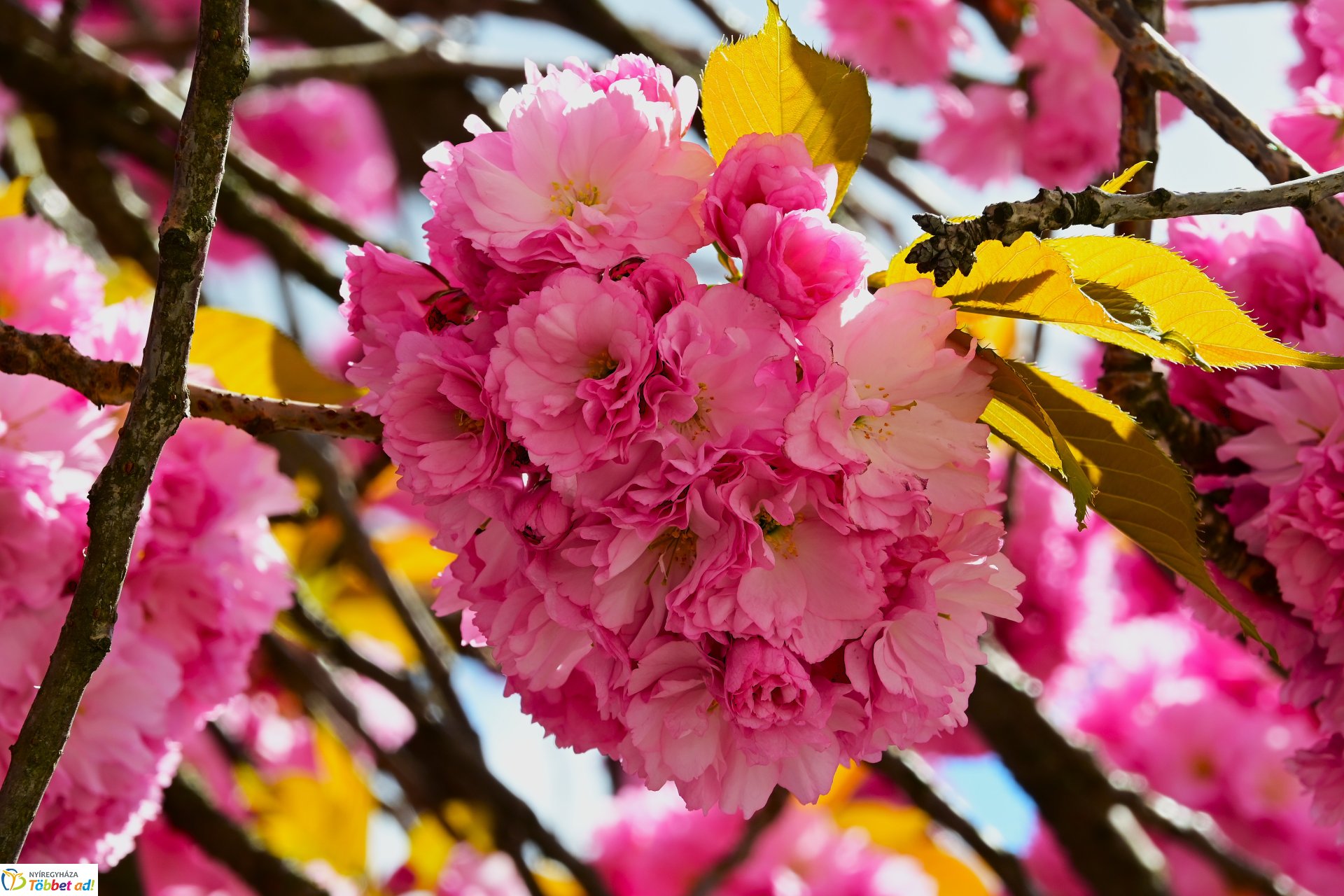 Virágba borultak a japán cseresznyefák