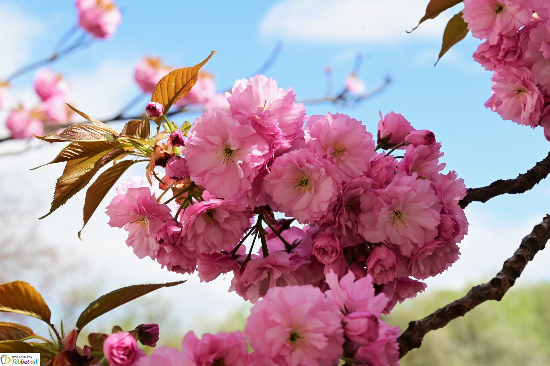 Virágba borultak a japán cseresznyefák