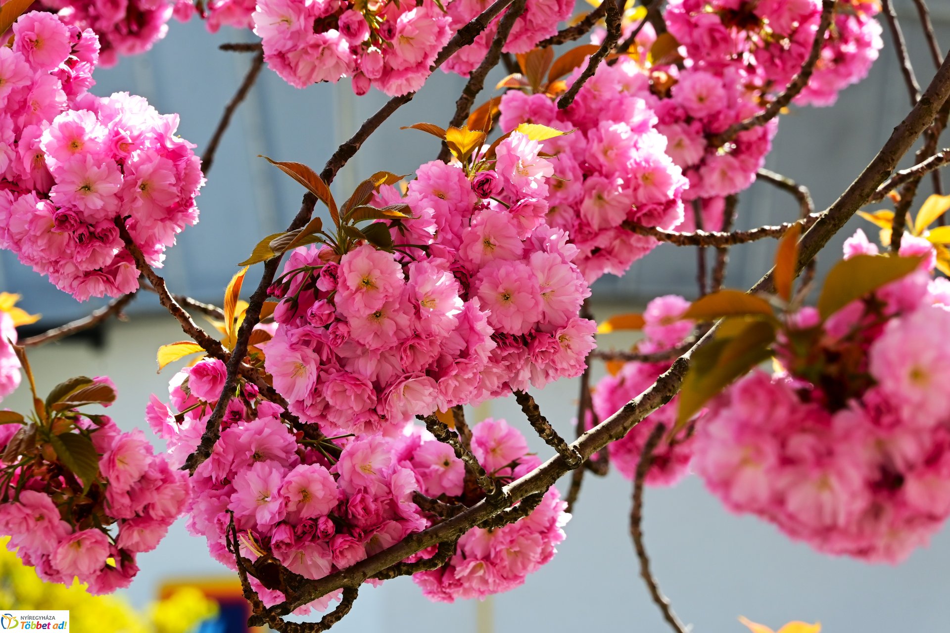 Virágba borultak a japán cseresznyefák