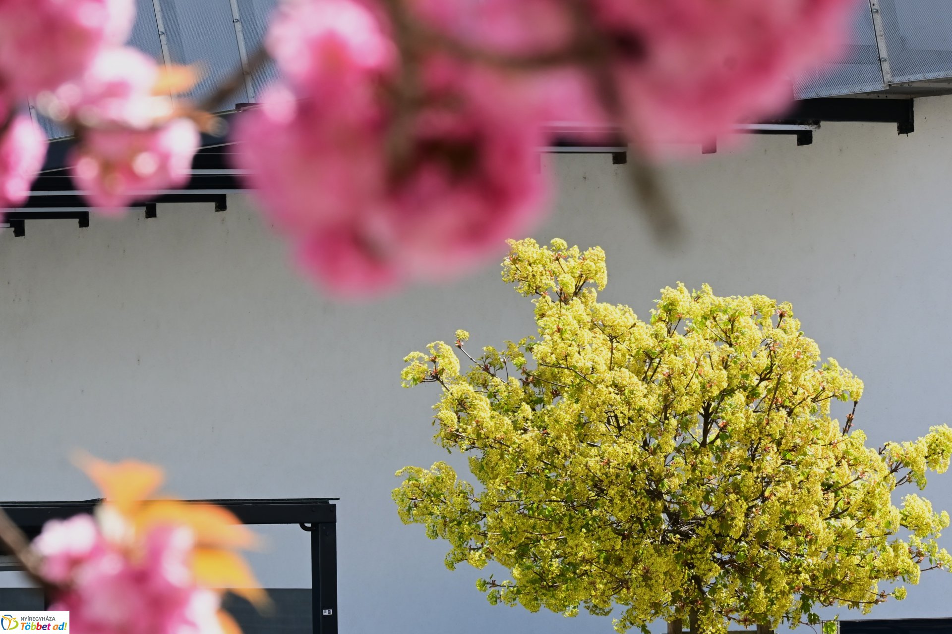 Virágba borultak a japán cseresznyefák