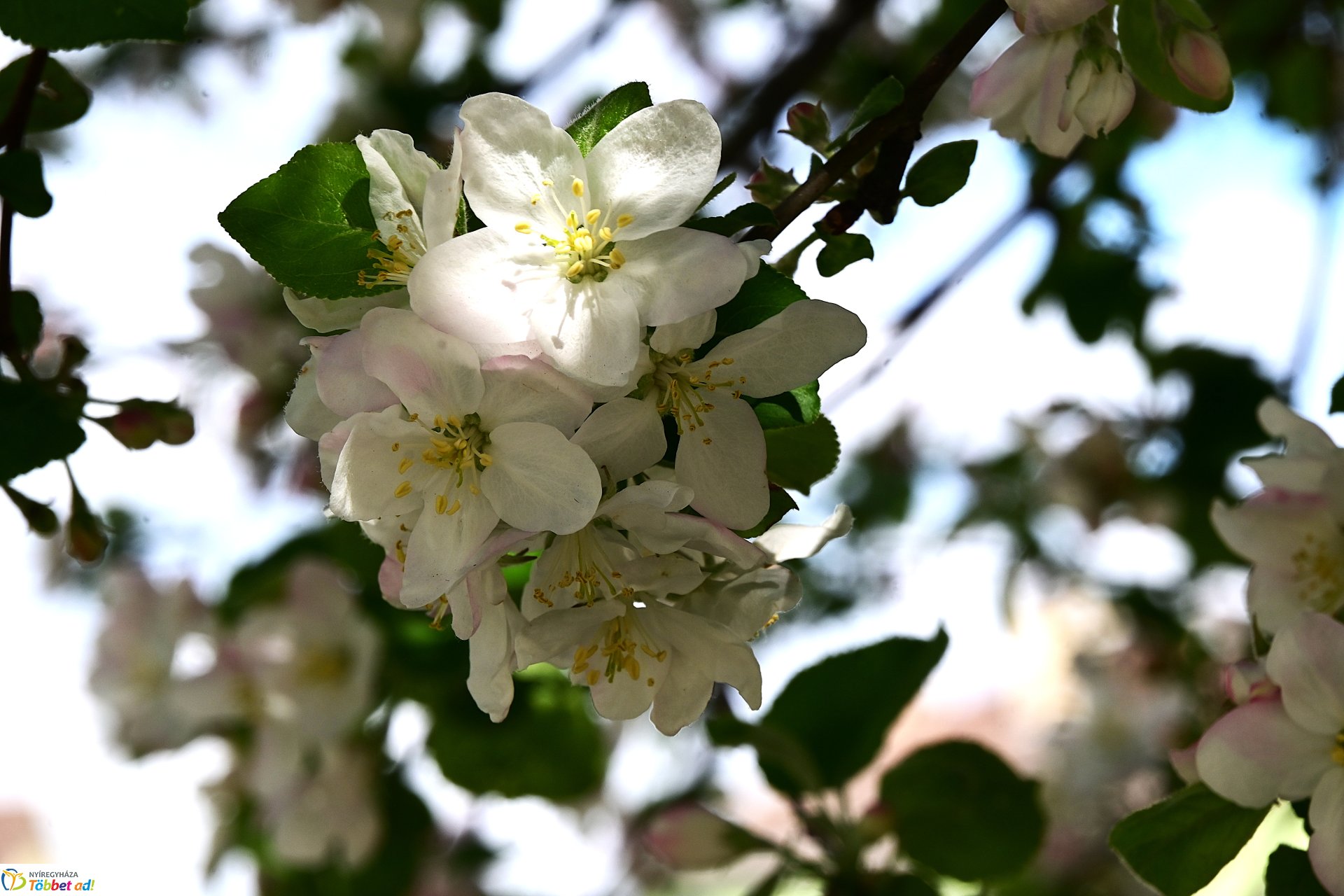 Virágba borultak a japán cseresznyefák