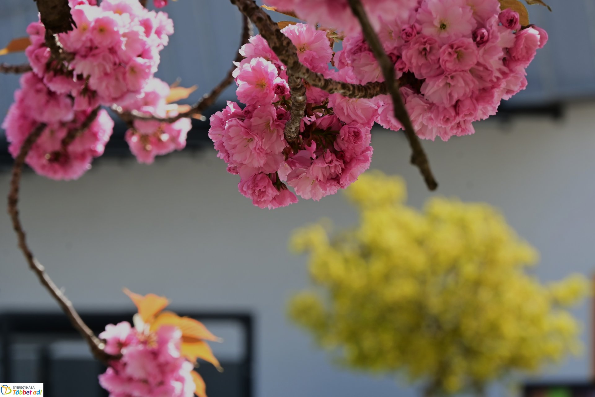 Virágba borultak a japán cseresznyefák