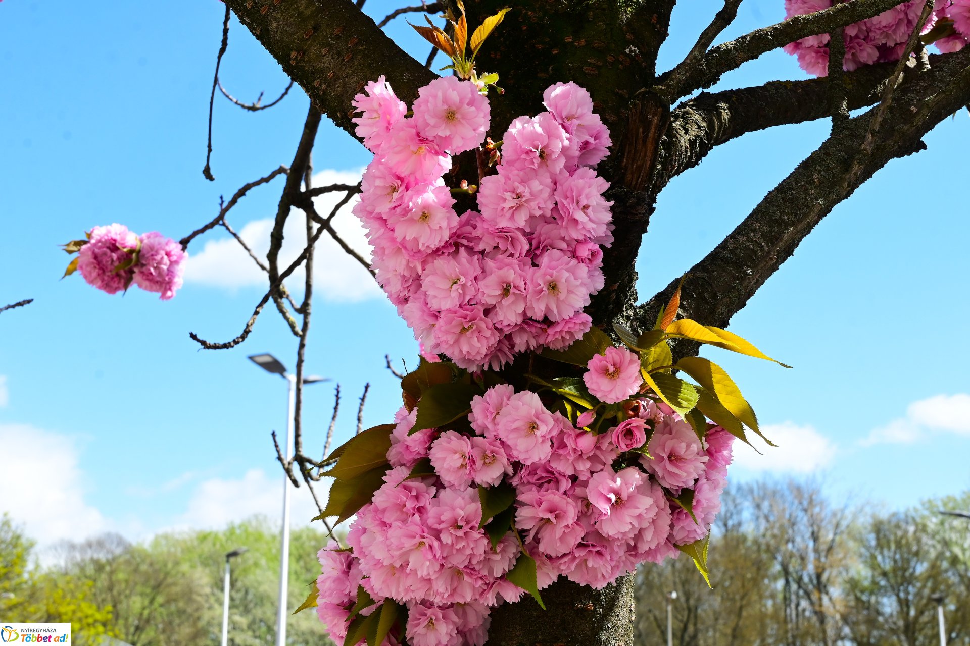 Virágba borultak a japán cseresznyefák