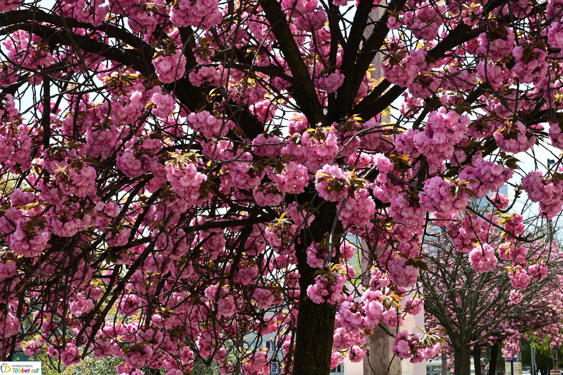 Virágba borultak a japán cseresznyefák