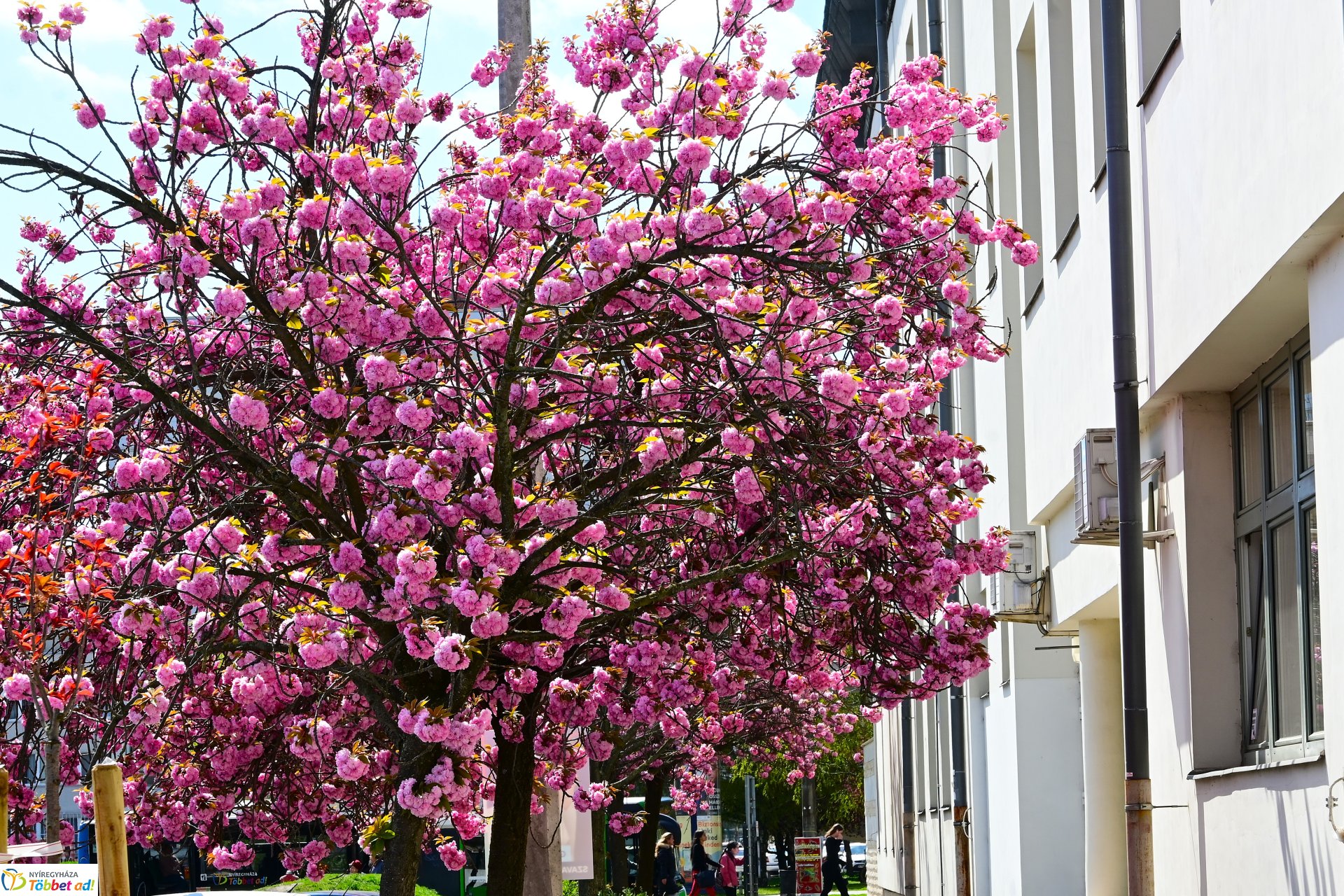 Virágba borultak a japán cseresznyefák