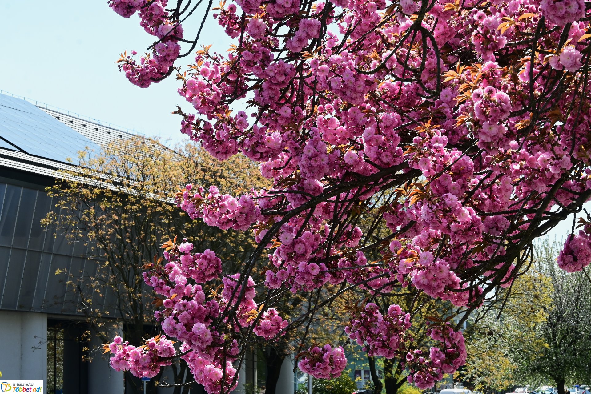 Virágba borultak a japán cseresznyefák
