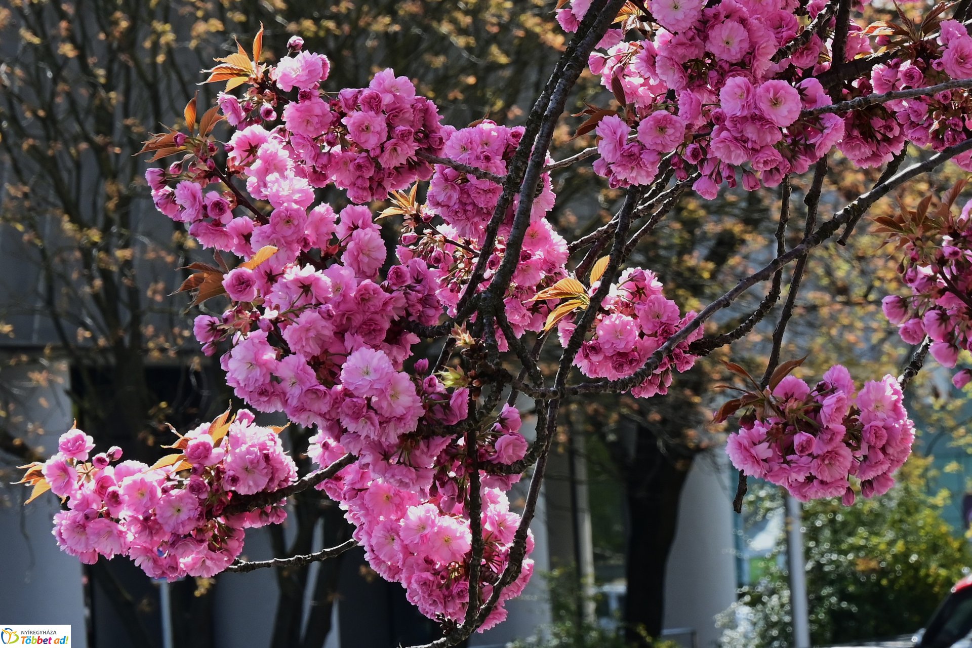 Virágba borultak a japán cseresznyefák