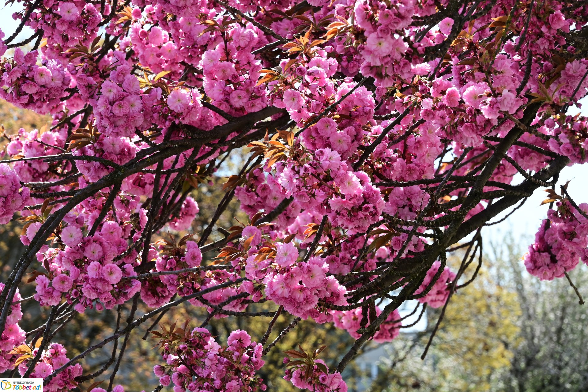Virágba borultak a japán cseresznyefák
