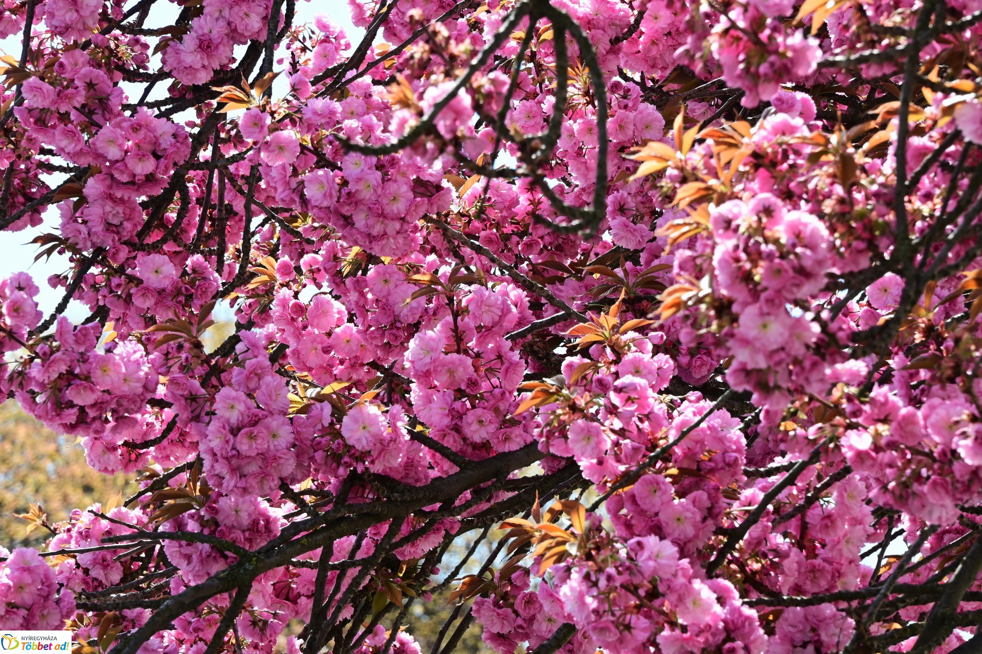 Virágba borultak a japán cseresznyefák