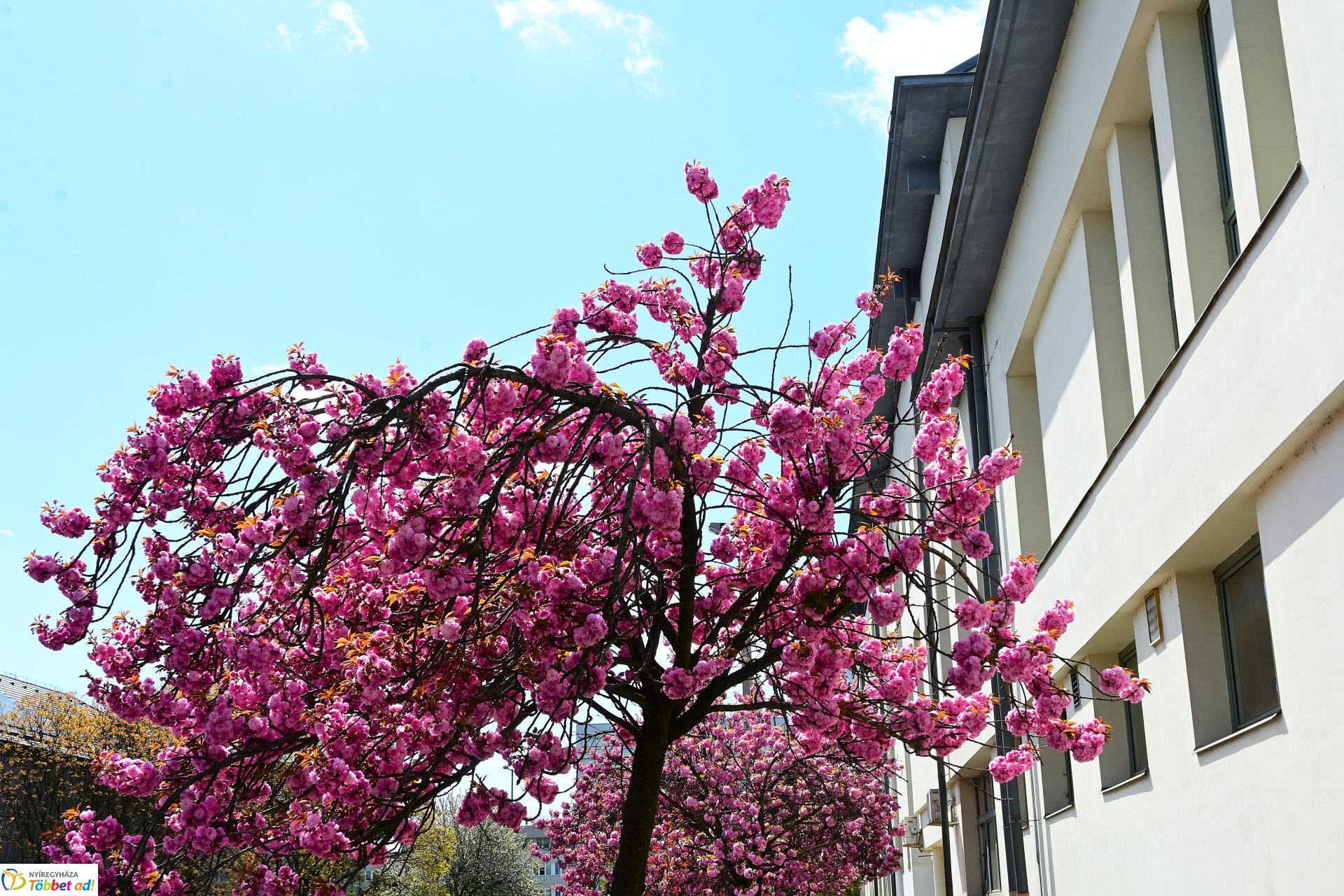 Virágba borultak a japán cseresznyefák