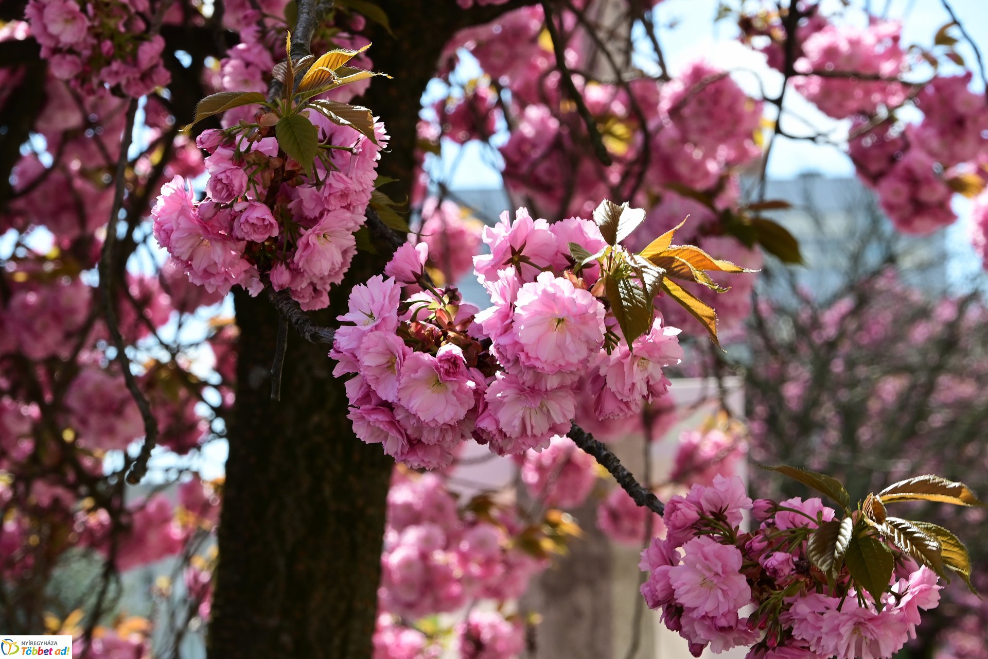 Virágba borultak a japán cseresznyefák