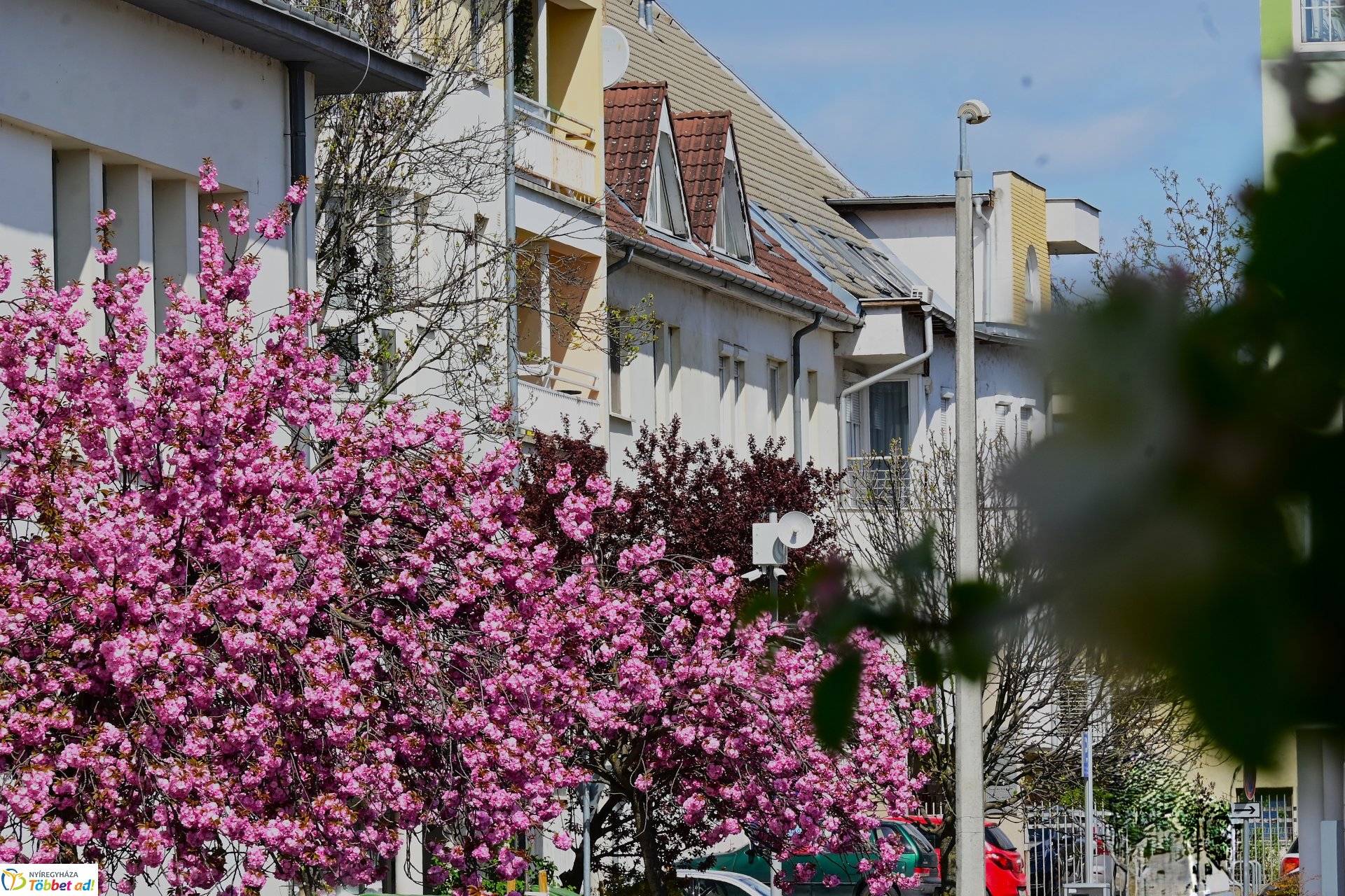 Virágba borultak a japán cseresznyefák