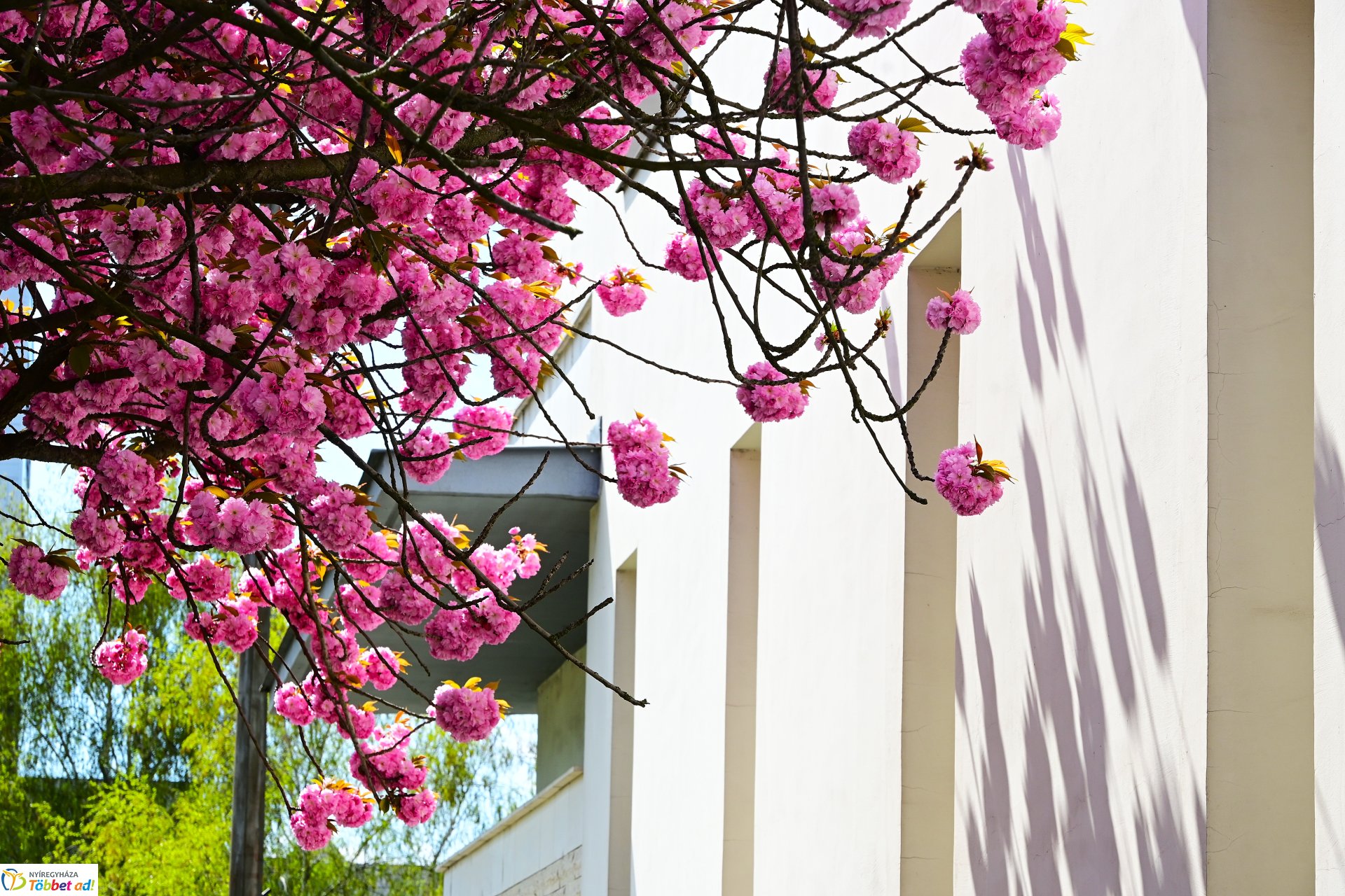 Virágba borultak a japán cseresznyefák