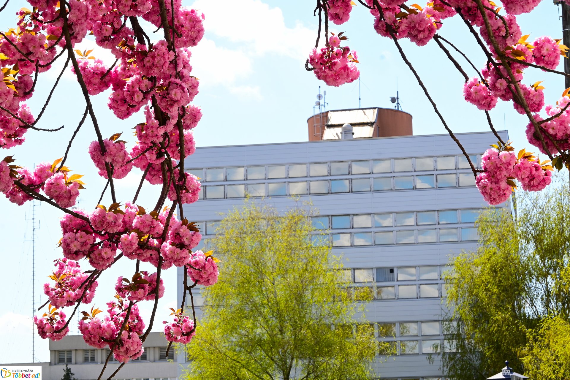 Virágba borultak a japán cseresznyefák