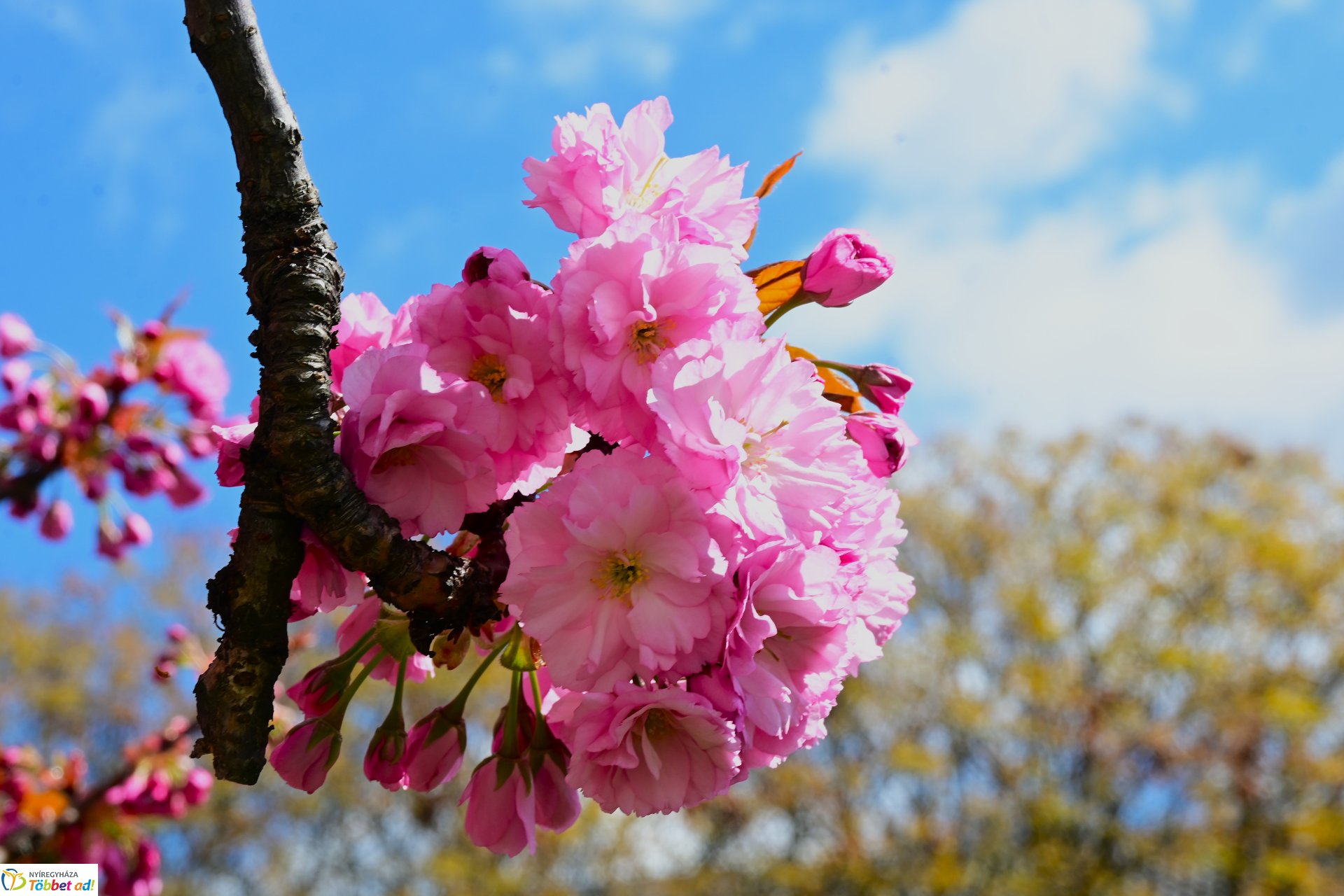 Virágba borultak a japán cseresznyefák