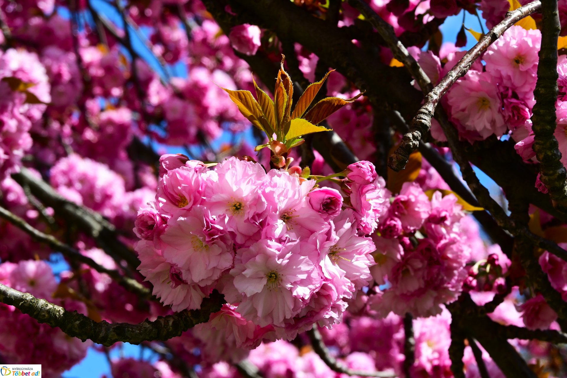 Virágba borultak a japán cseresznyefák