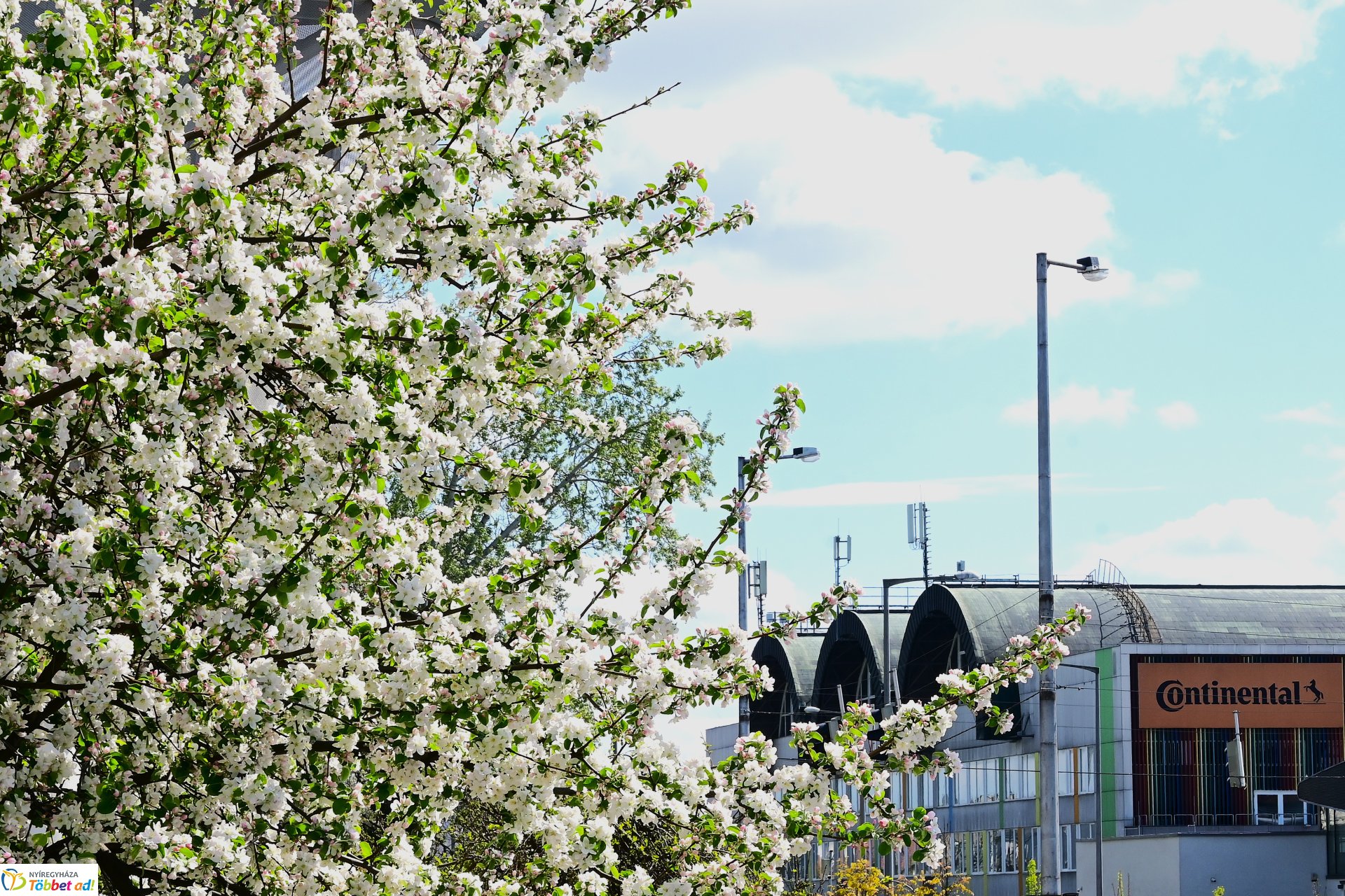Virágba borultak a japán cseresznyefák