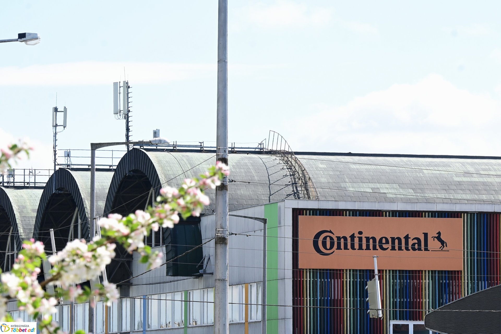 Virágba borultak a japán cseresznyefák