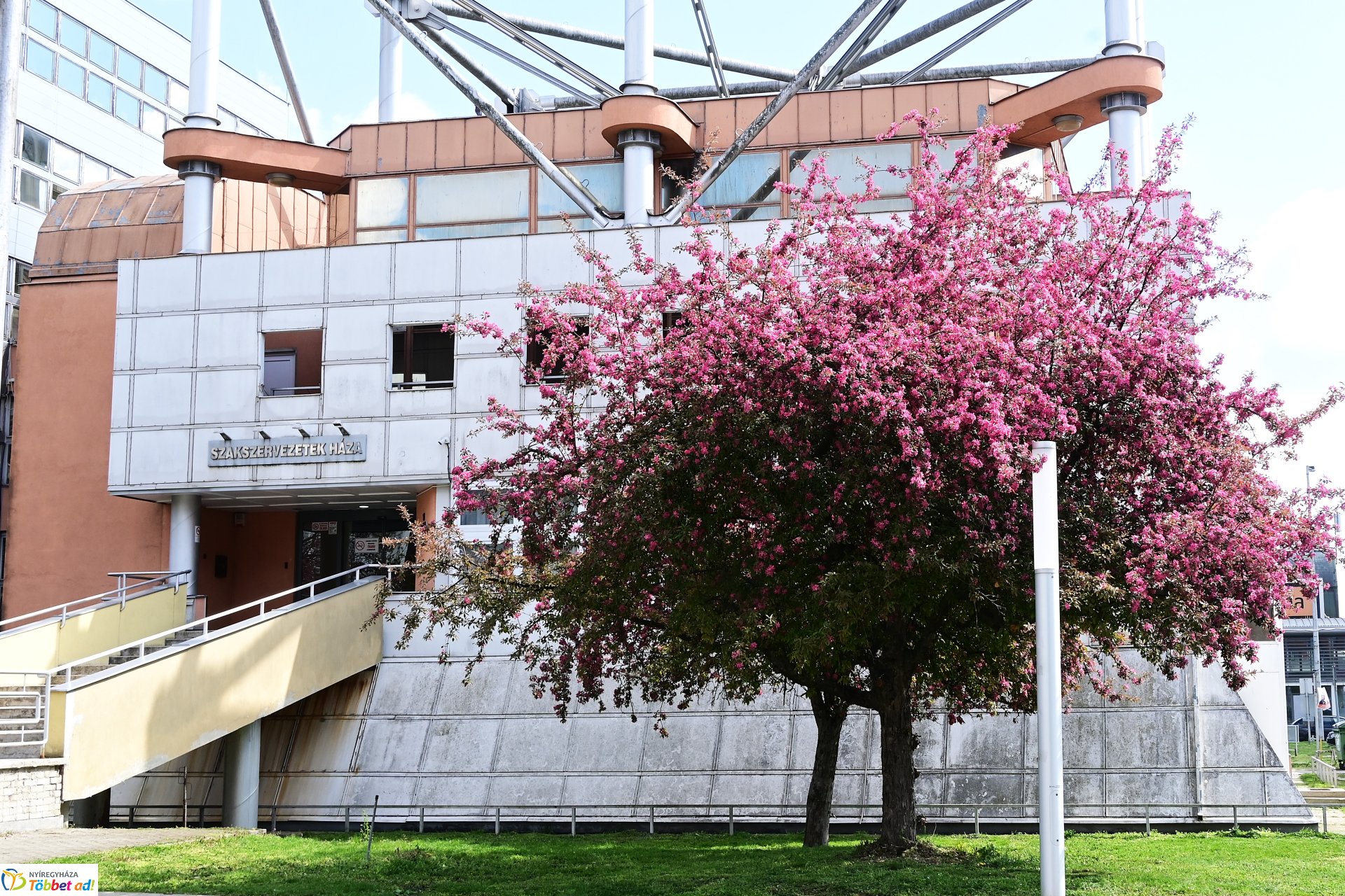 Virágba borultak a japán cseresznyefák