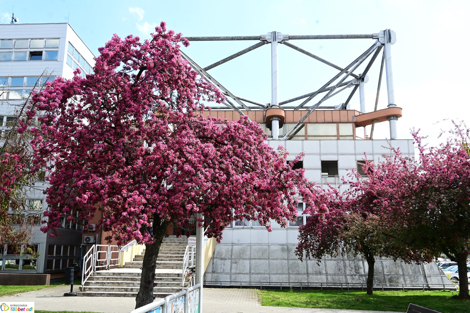 Virágba borultak a japán cseresznyefák