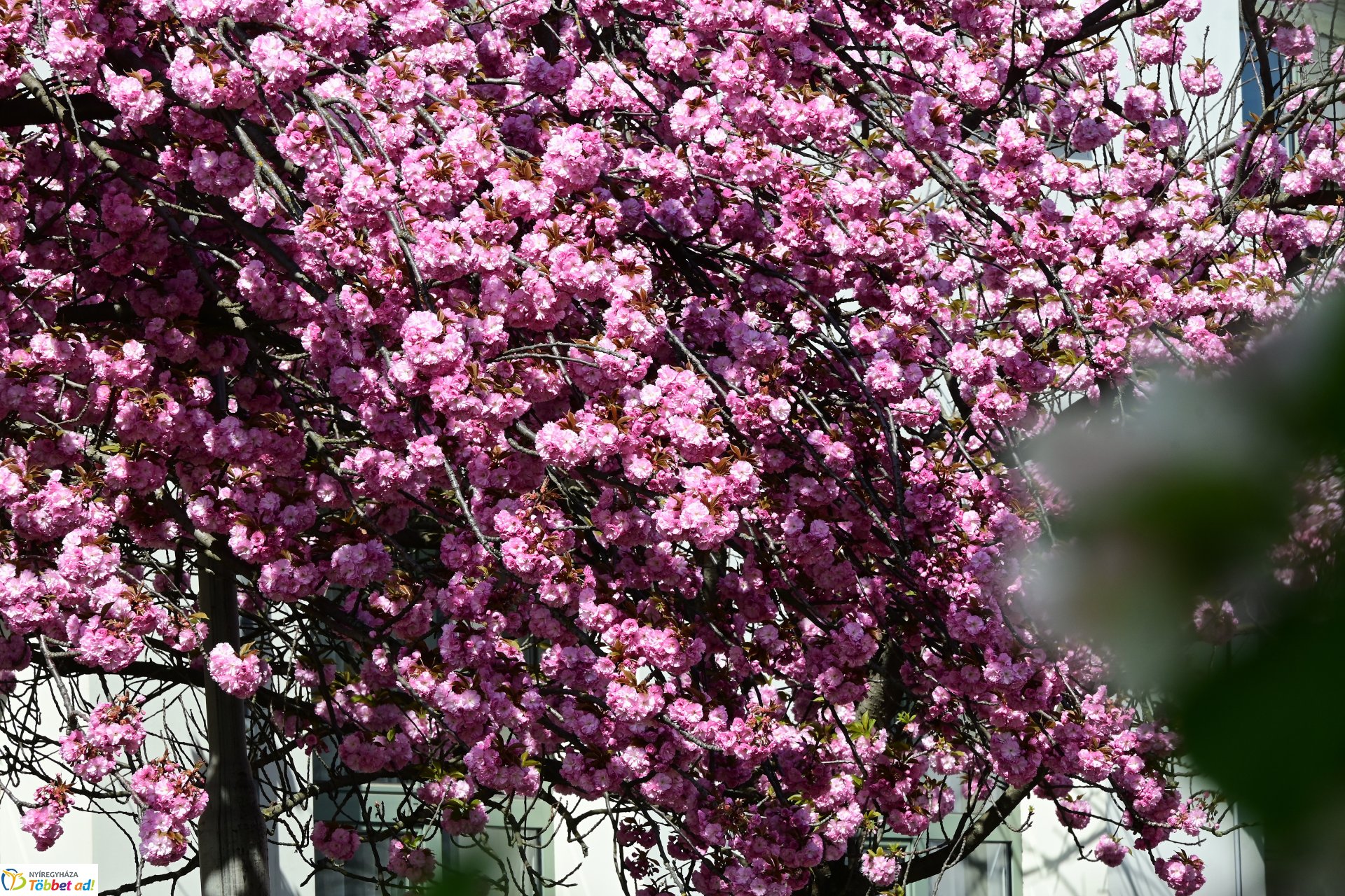 Virágba borultak a japán cseresznyefák