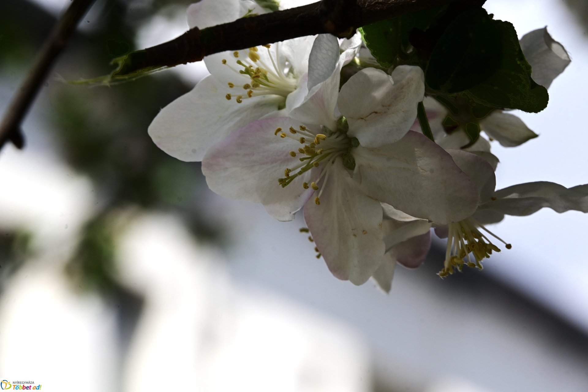 Virágba borultak a japán cseresznyefák
