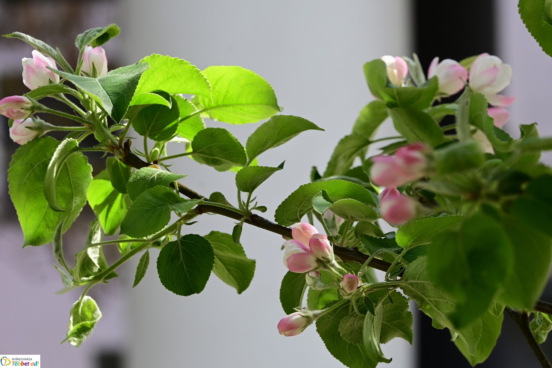 Virágba borultak a japán cseresznyefák