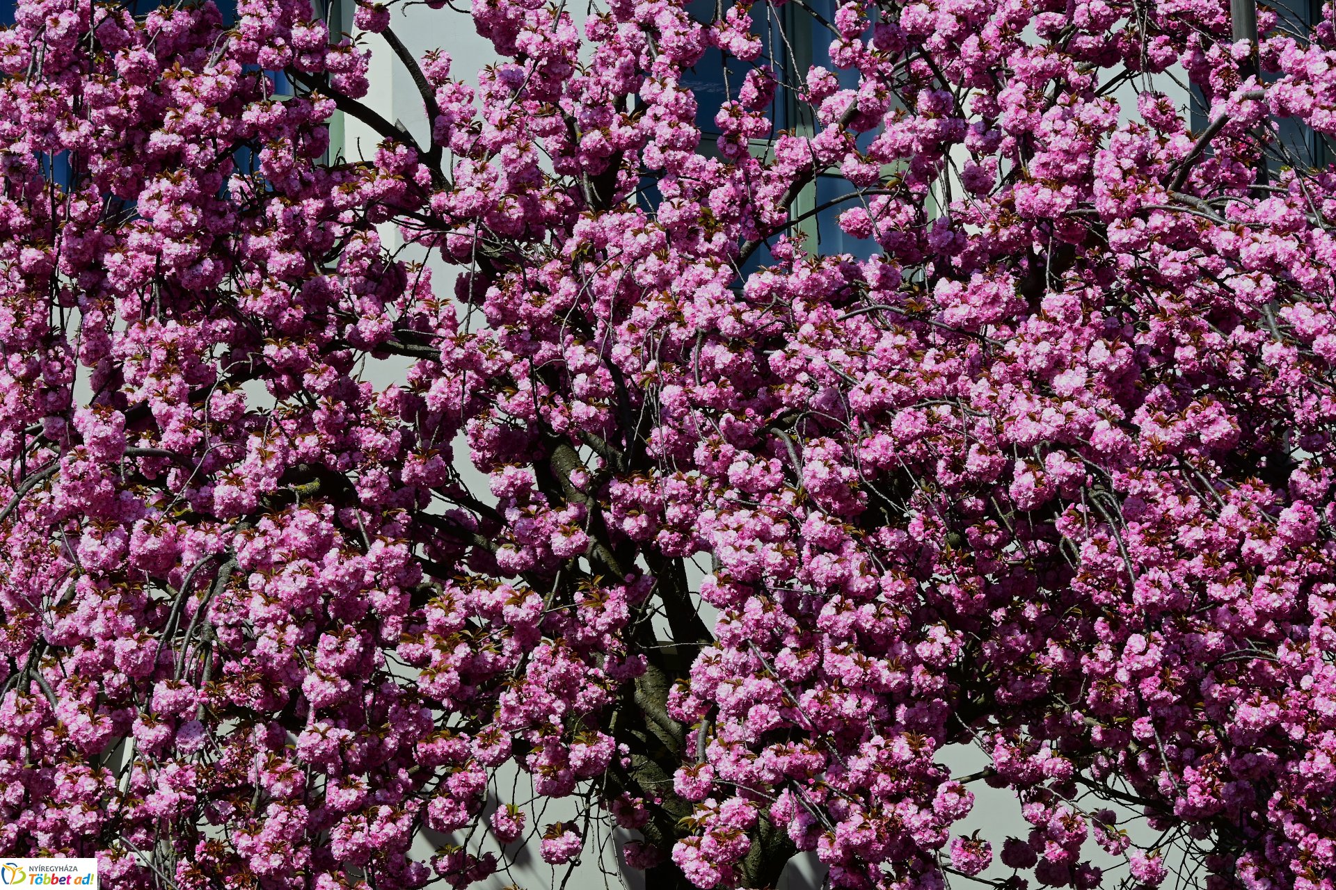 Virágba borultak a japán cseresznyefák