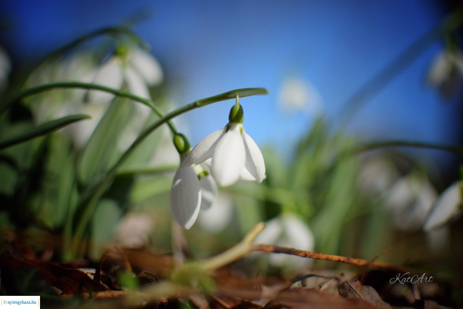 Virágos pillanatok (Fotók: Balázs Katalin)